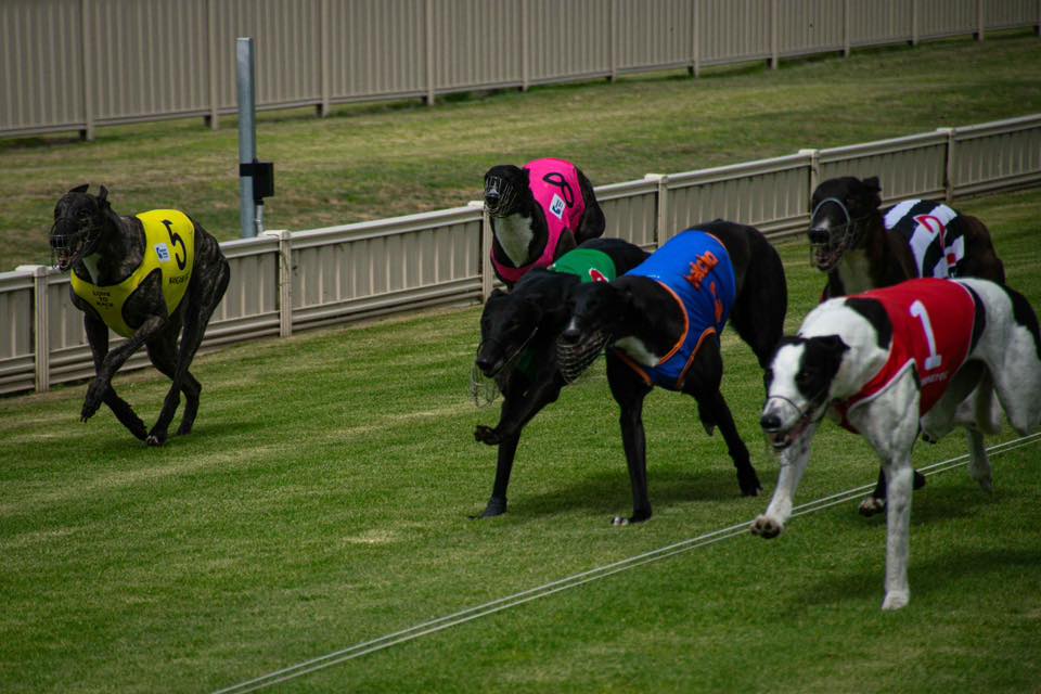 Straight Flush: Roso's picks on the Whanganui Straight Track