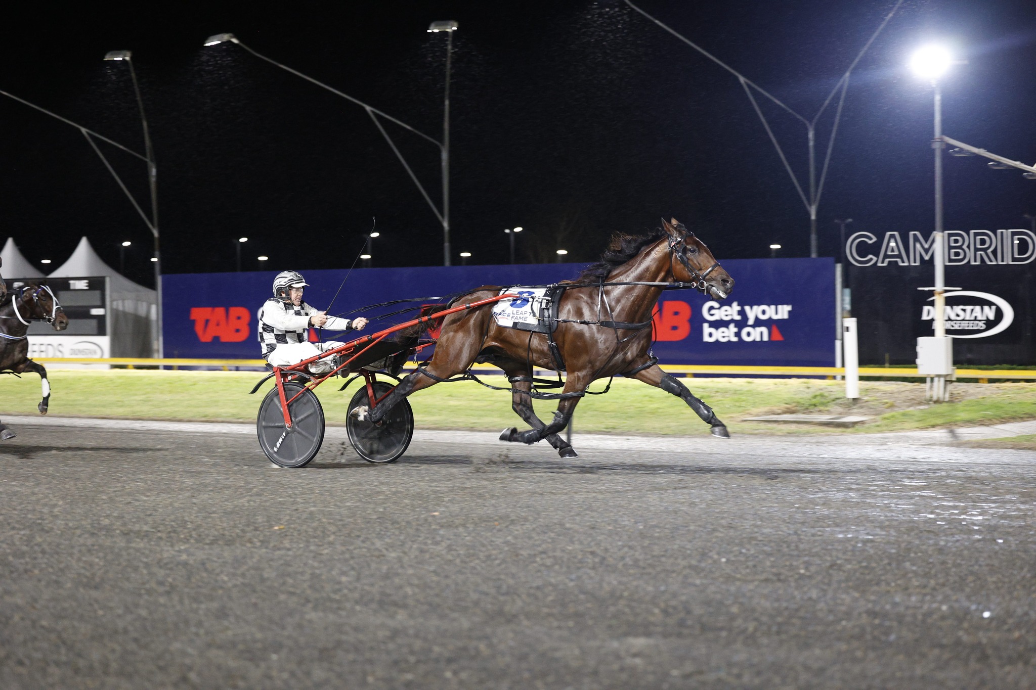 Larry set to reach further into equine immortality