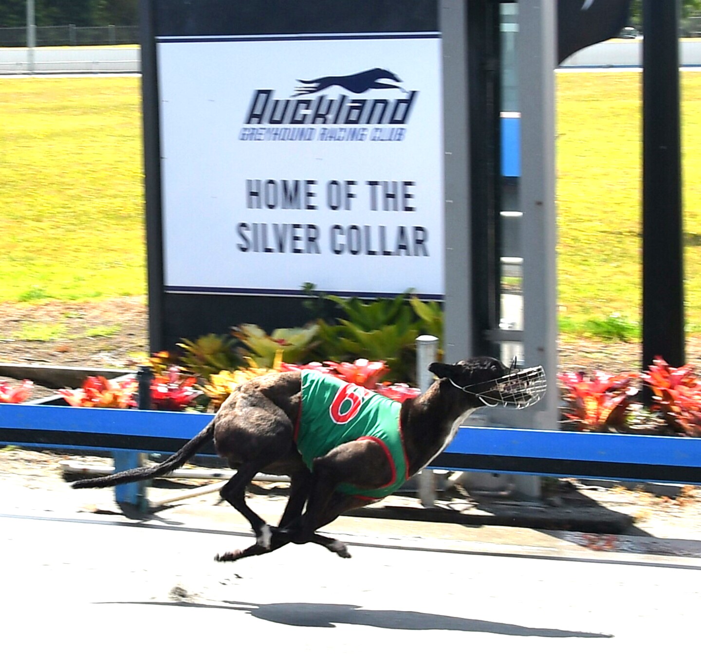 Compelling Addington Sprinting & Staying action