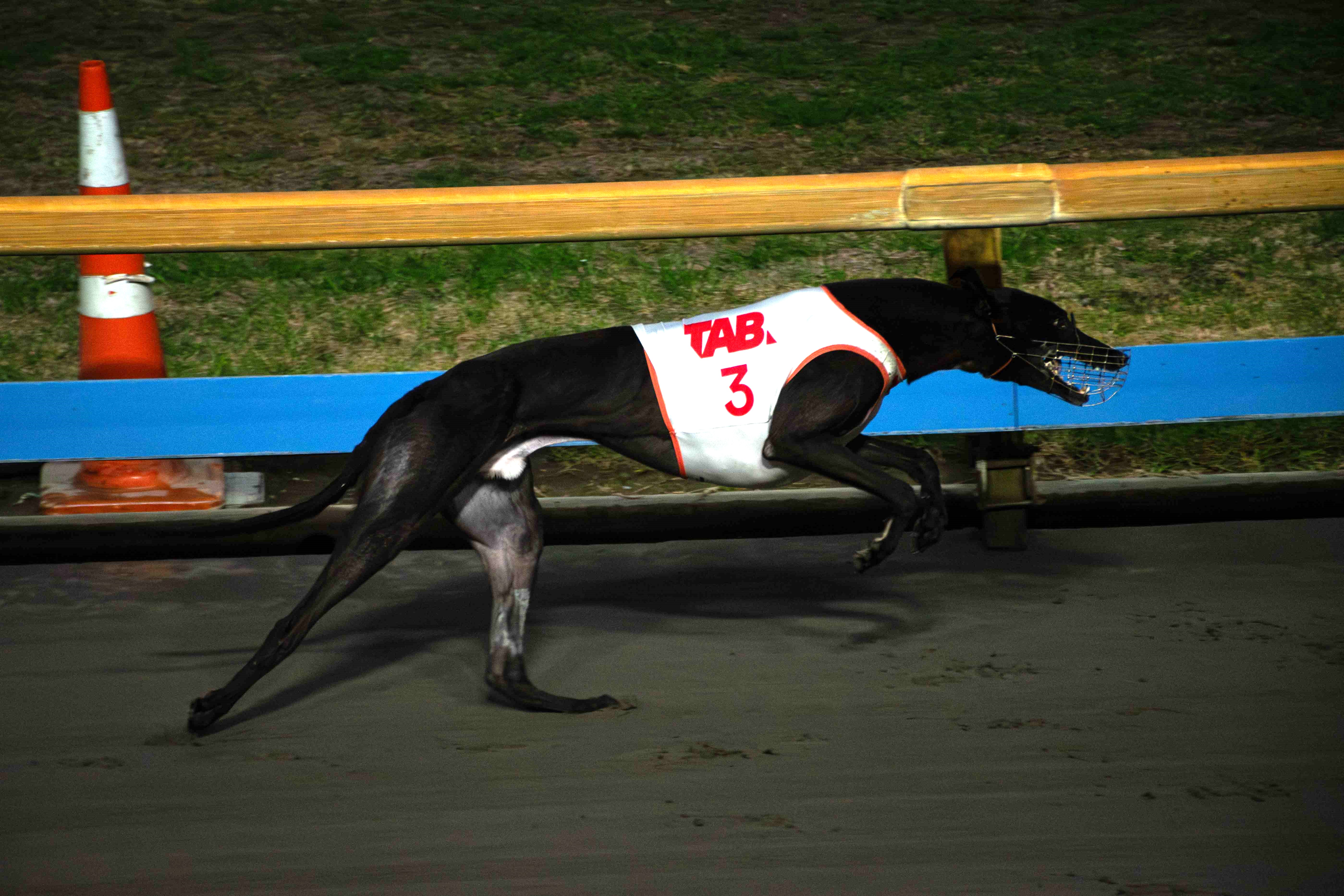 Who will be the top Greyhounds for the 2024/25 season?