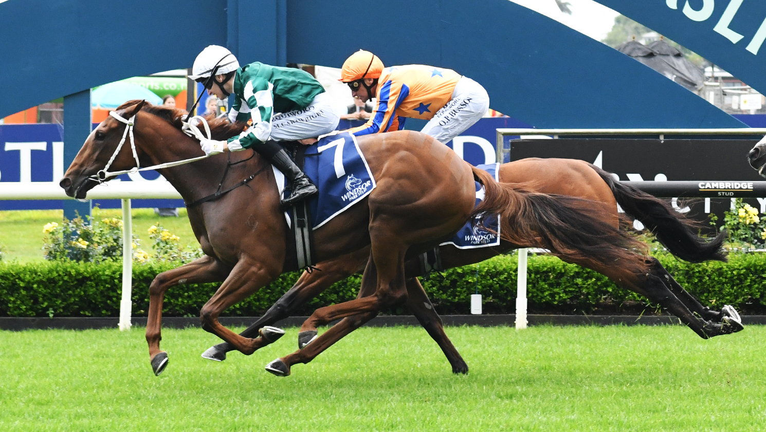 Well Written well ridden in Auckland Guineas triumph