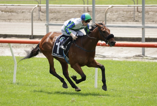 Shailer shooting for local stakes glory