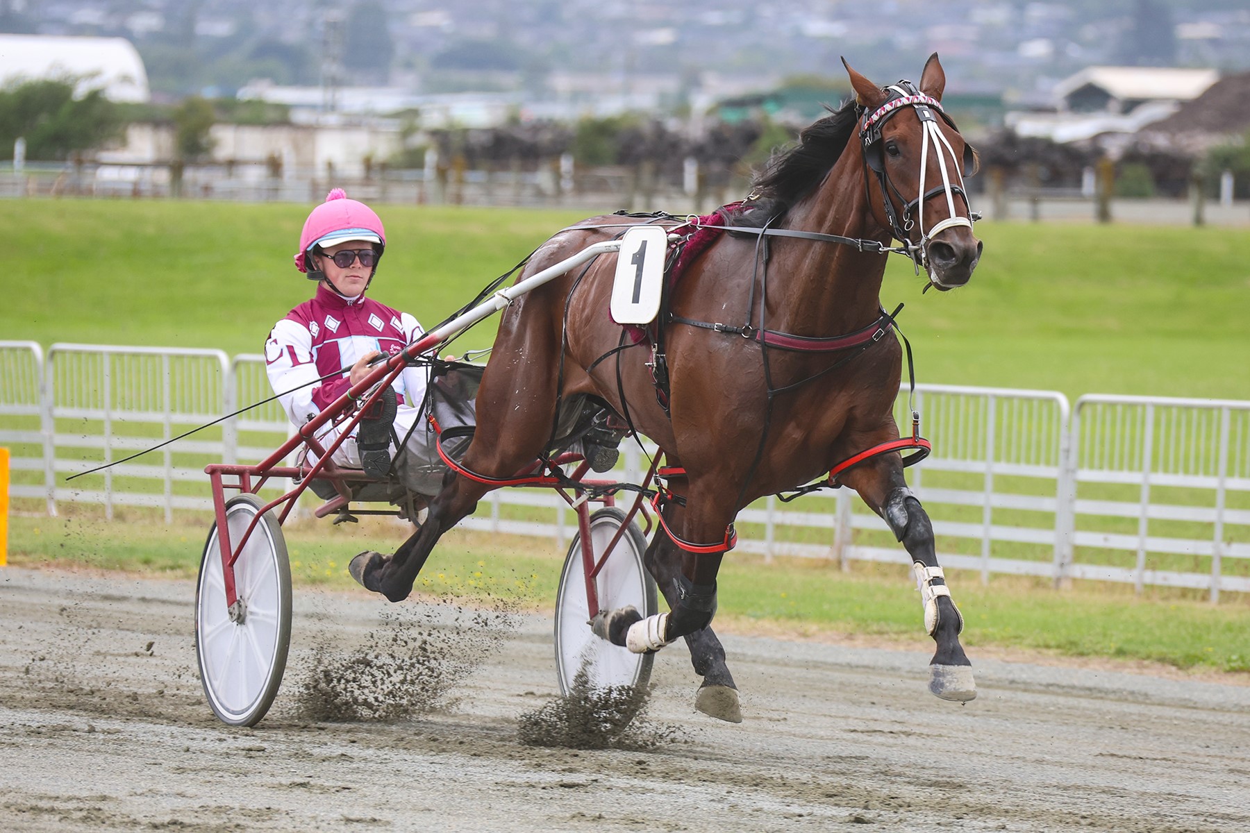 ‘Mack truck’ filly hits Auckland for the first time