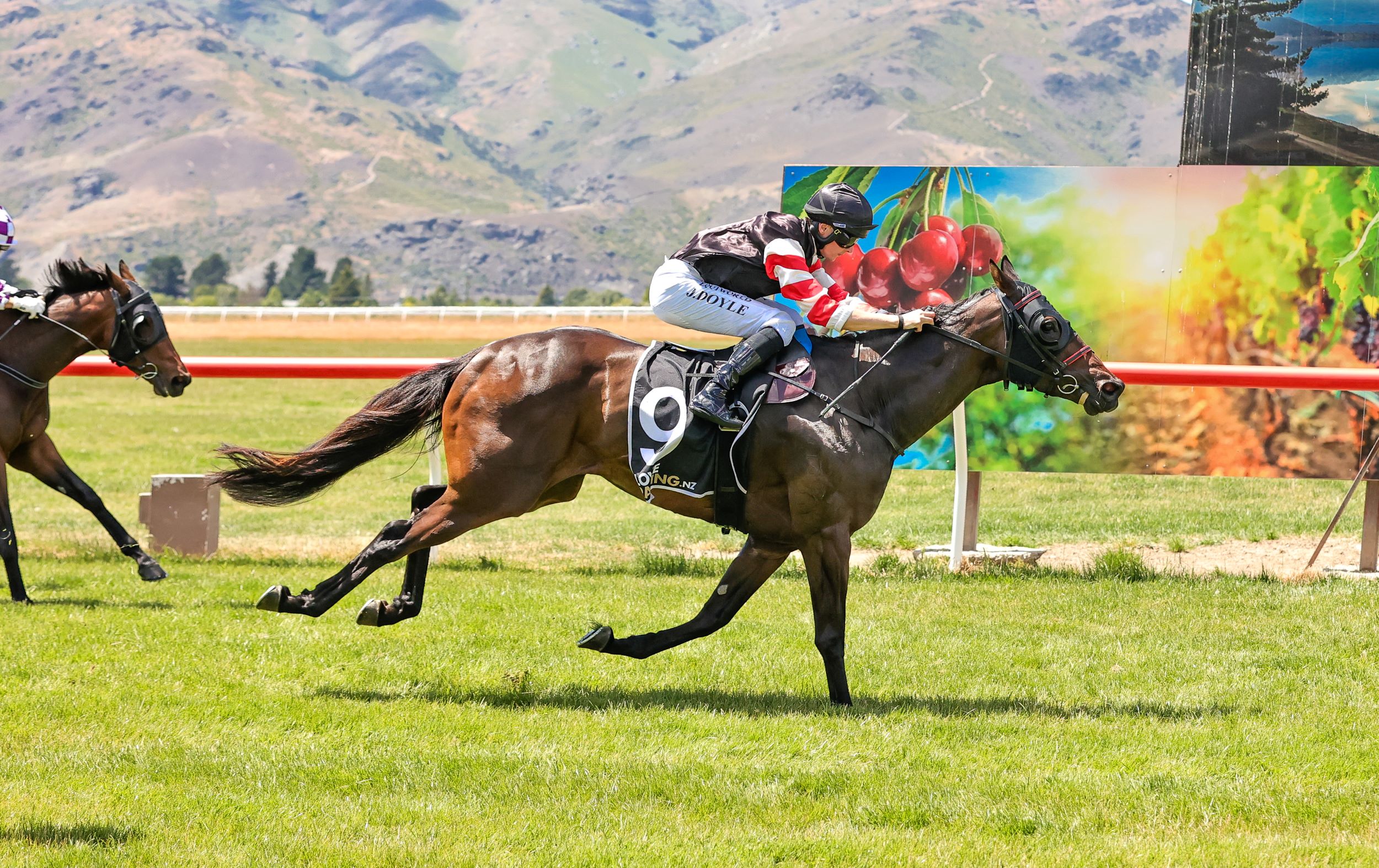 Local mare chasing back-to-back wins at Ascot Park