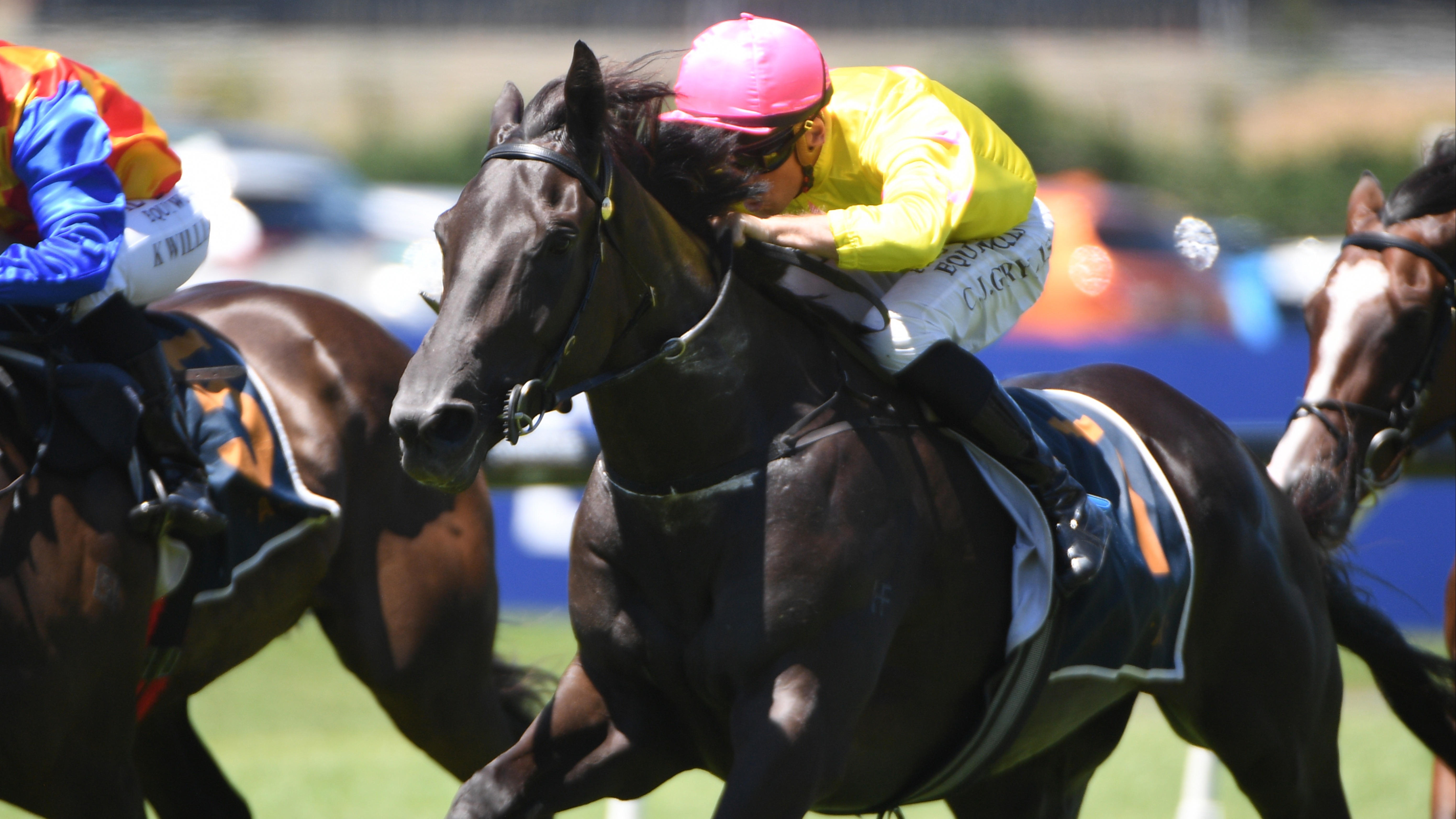 Forsman seeking to replicate Karaka Millions success