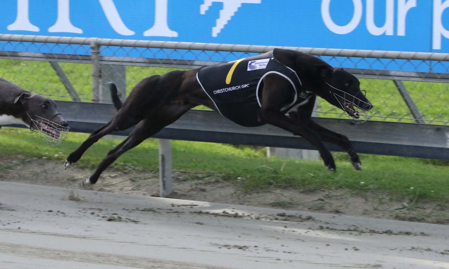 Kiwi bred greyhounds chase after Group 1 glory
