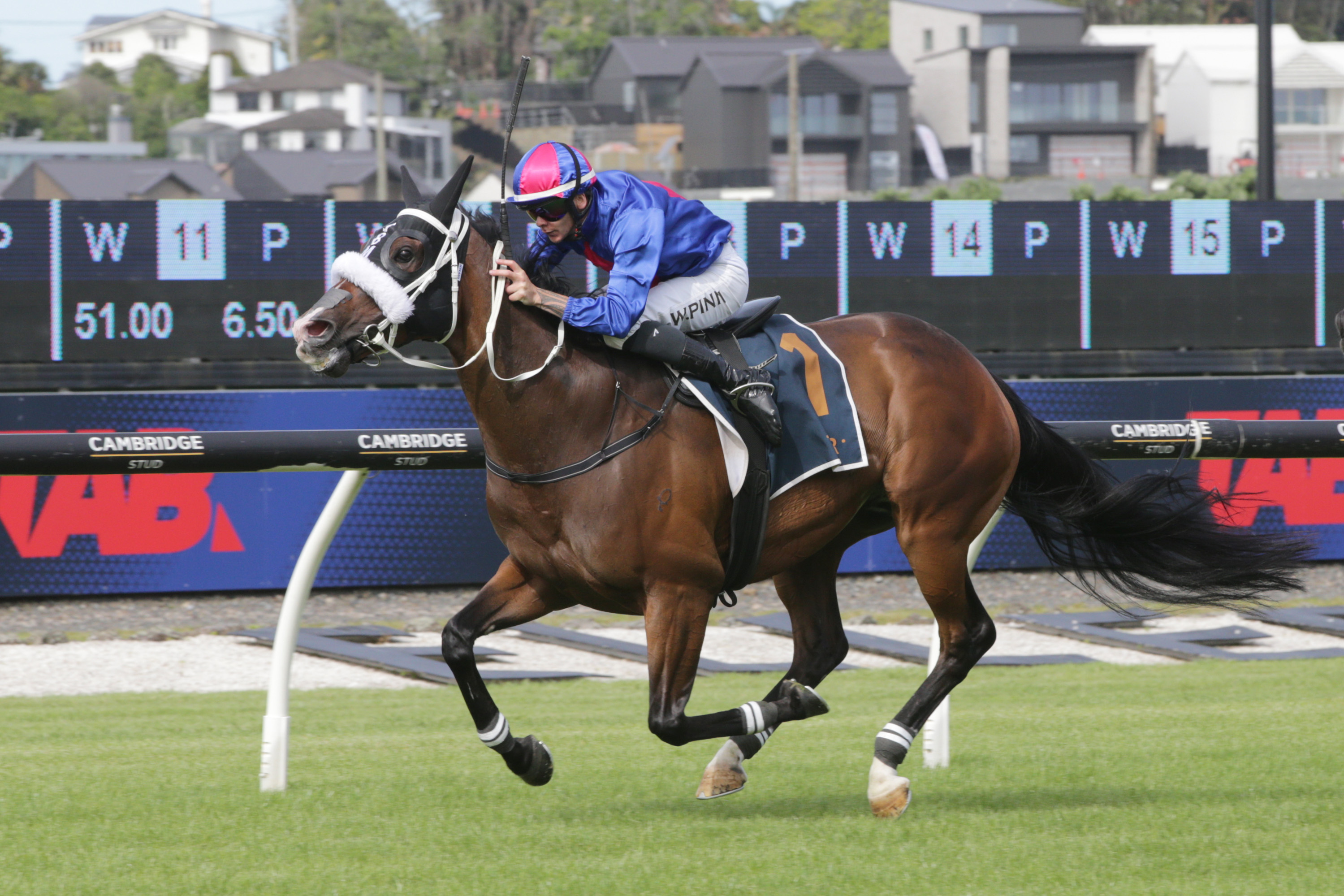 Taranaki Cup tune-up for El Vencedor