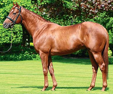 Royal Ascot shines spotlight on both Australias