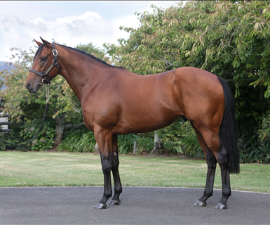 Waikato Stud draft heads supplementary entries for National Weanling Sale
