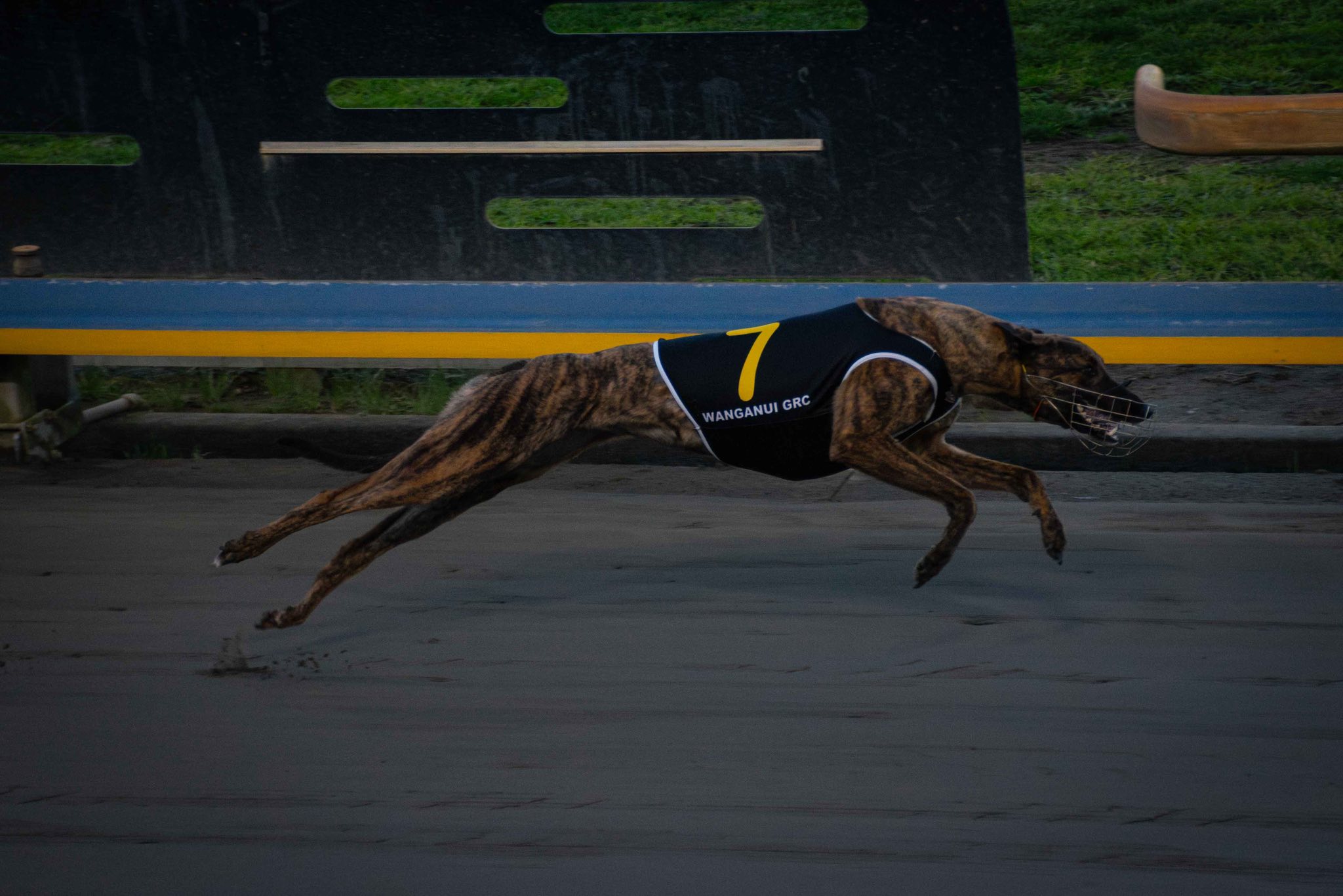 It's "Choose-Day" and Roso picks quick Palmy hounds