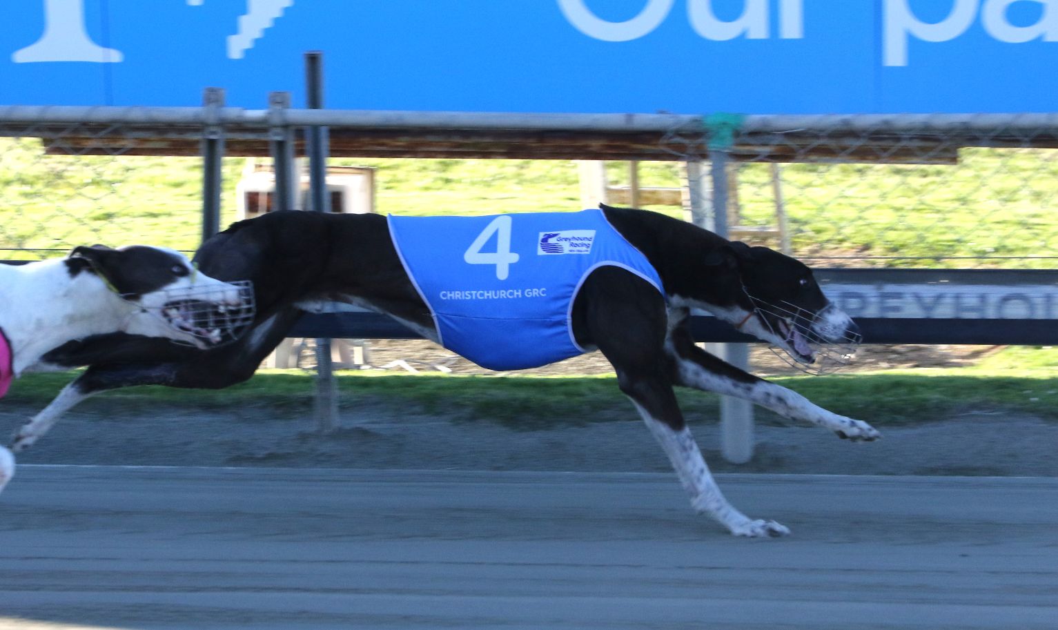 Canterbury trainers feature at the Manukau Stadium