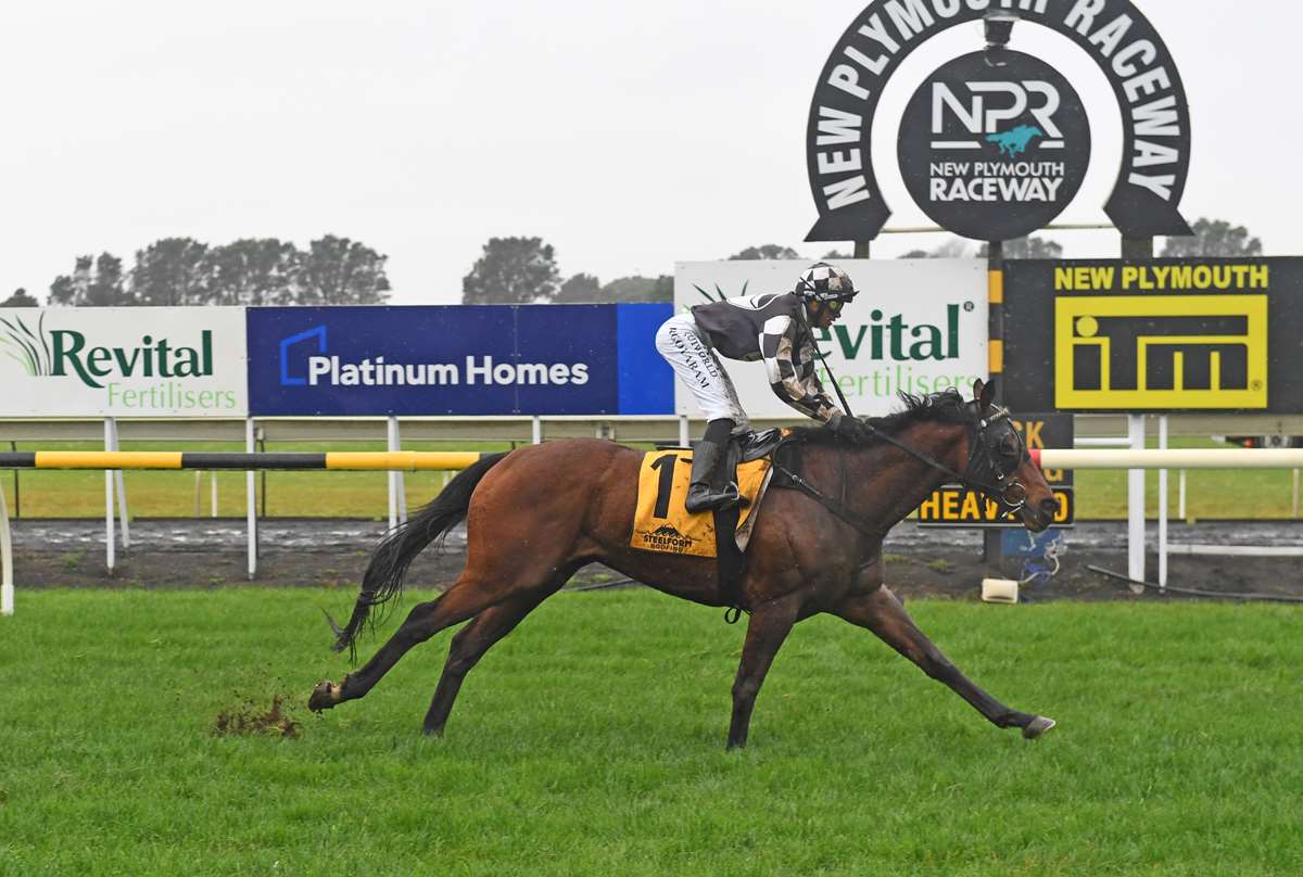 Justin Evans: Just Ask Me...for my New Plymouth picks   