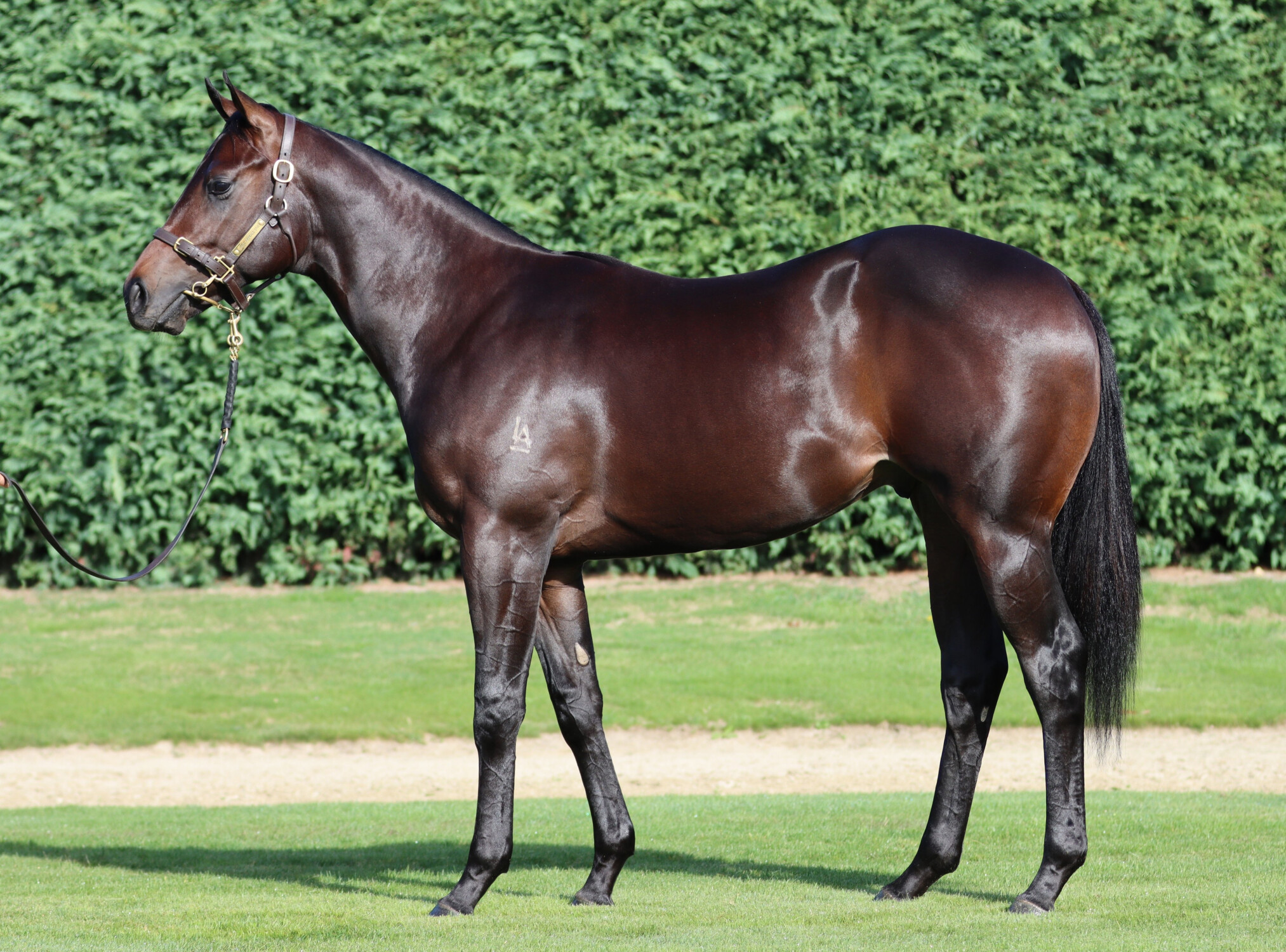 LA Stud colt delivers spectacular anniversary present