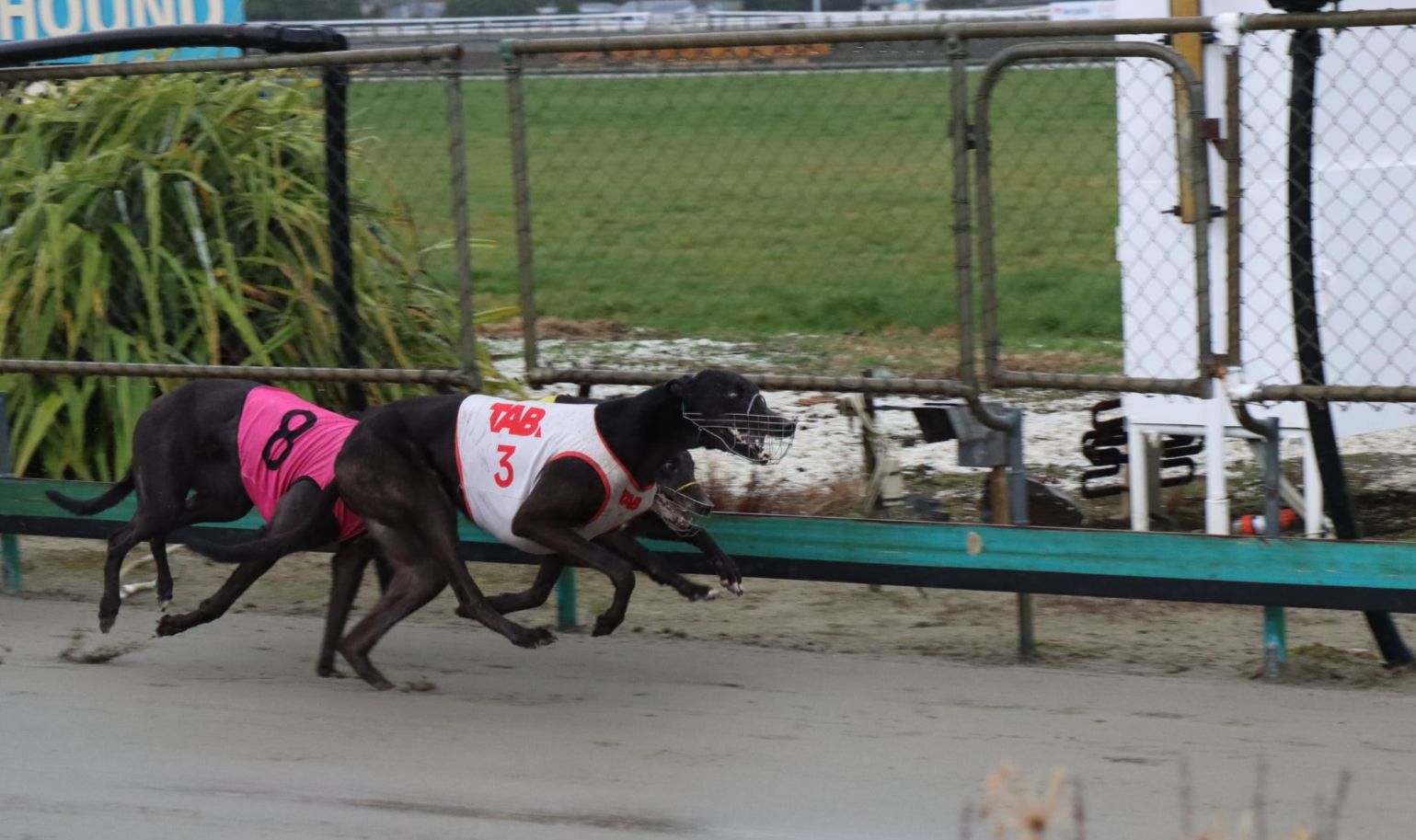 Exciting finishes to Otago feature races