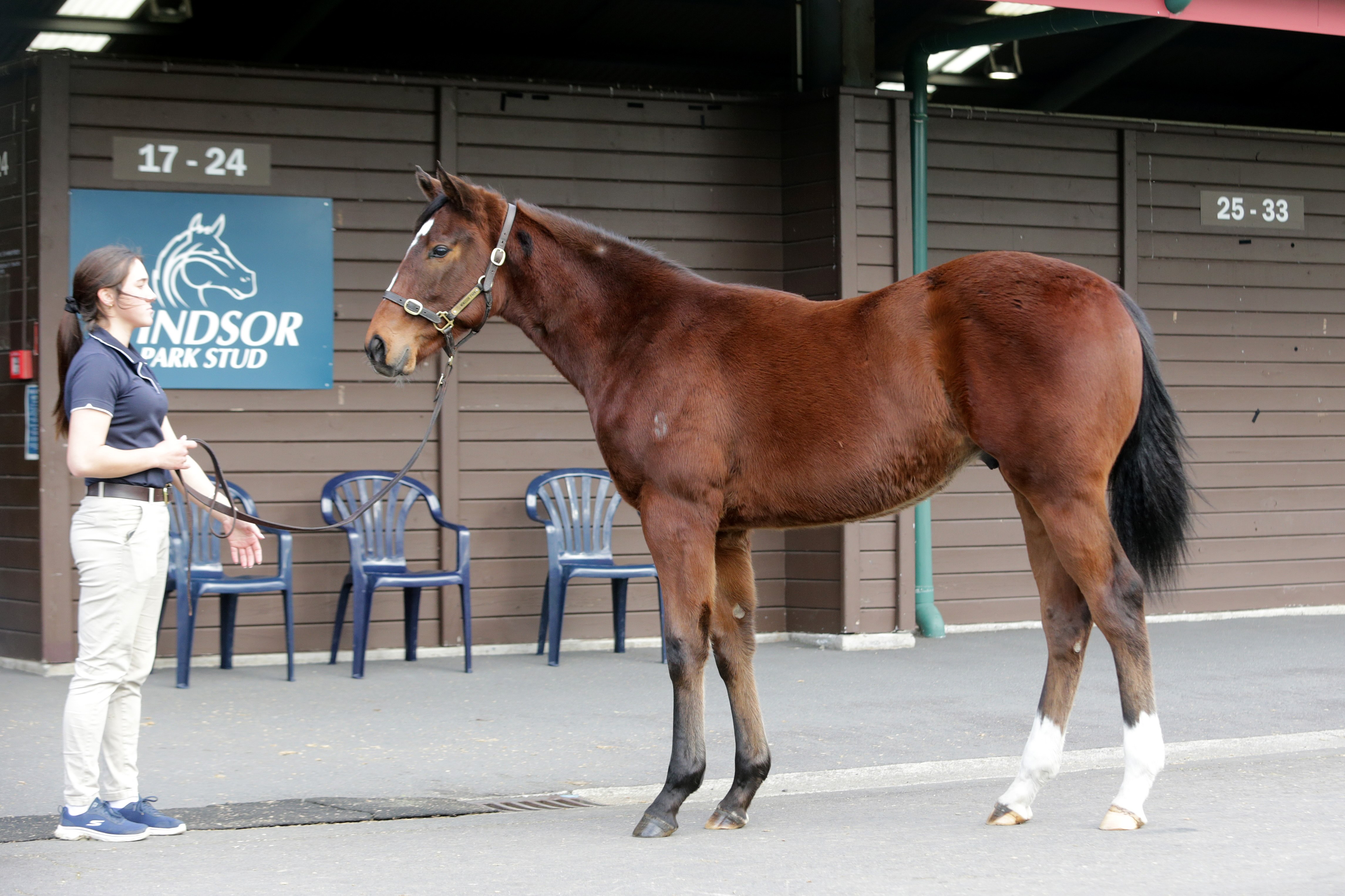 Profondo makes impact with first weanlings