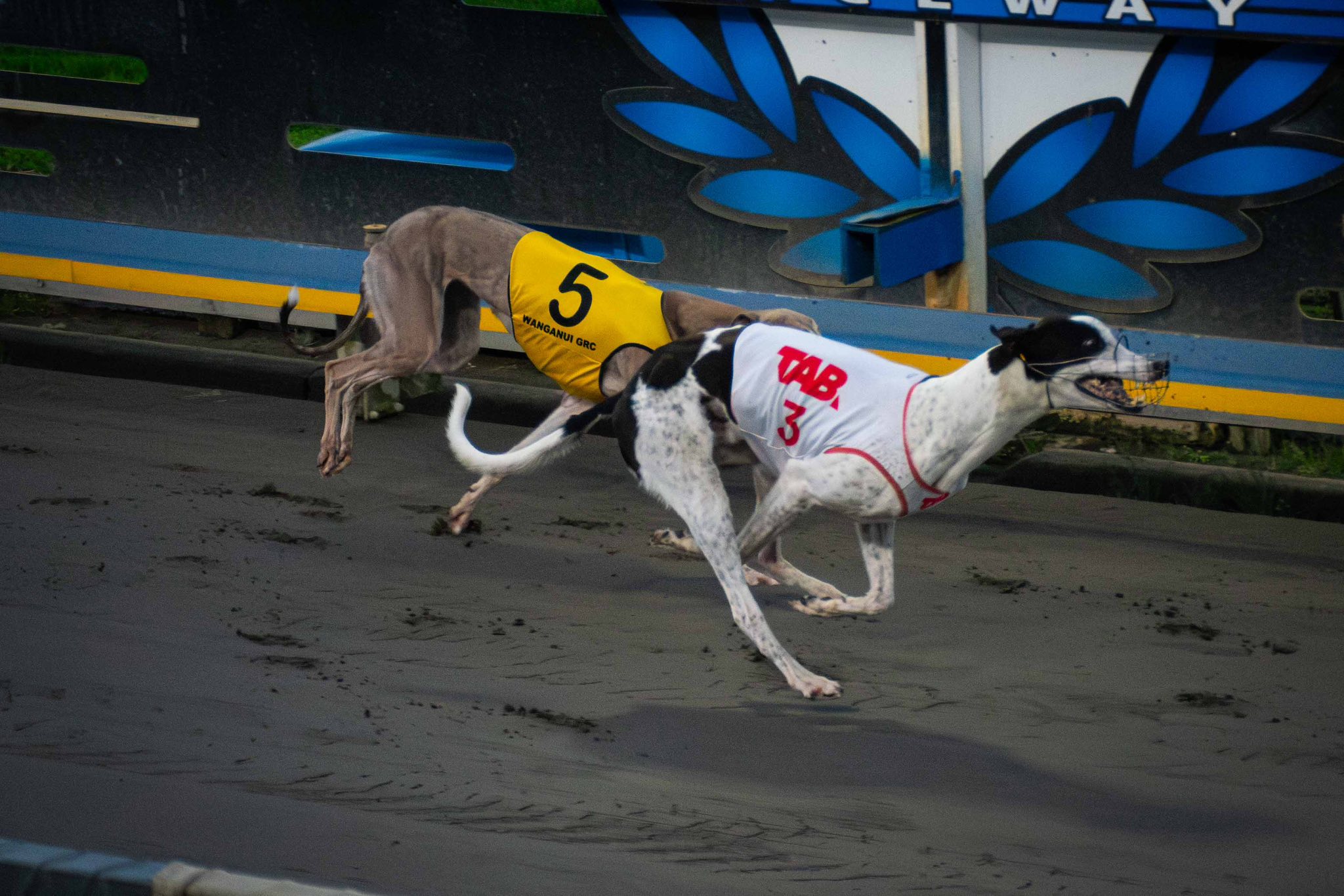 Roso picks River City Racers under the Friday Night Lights