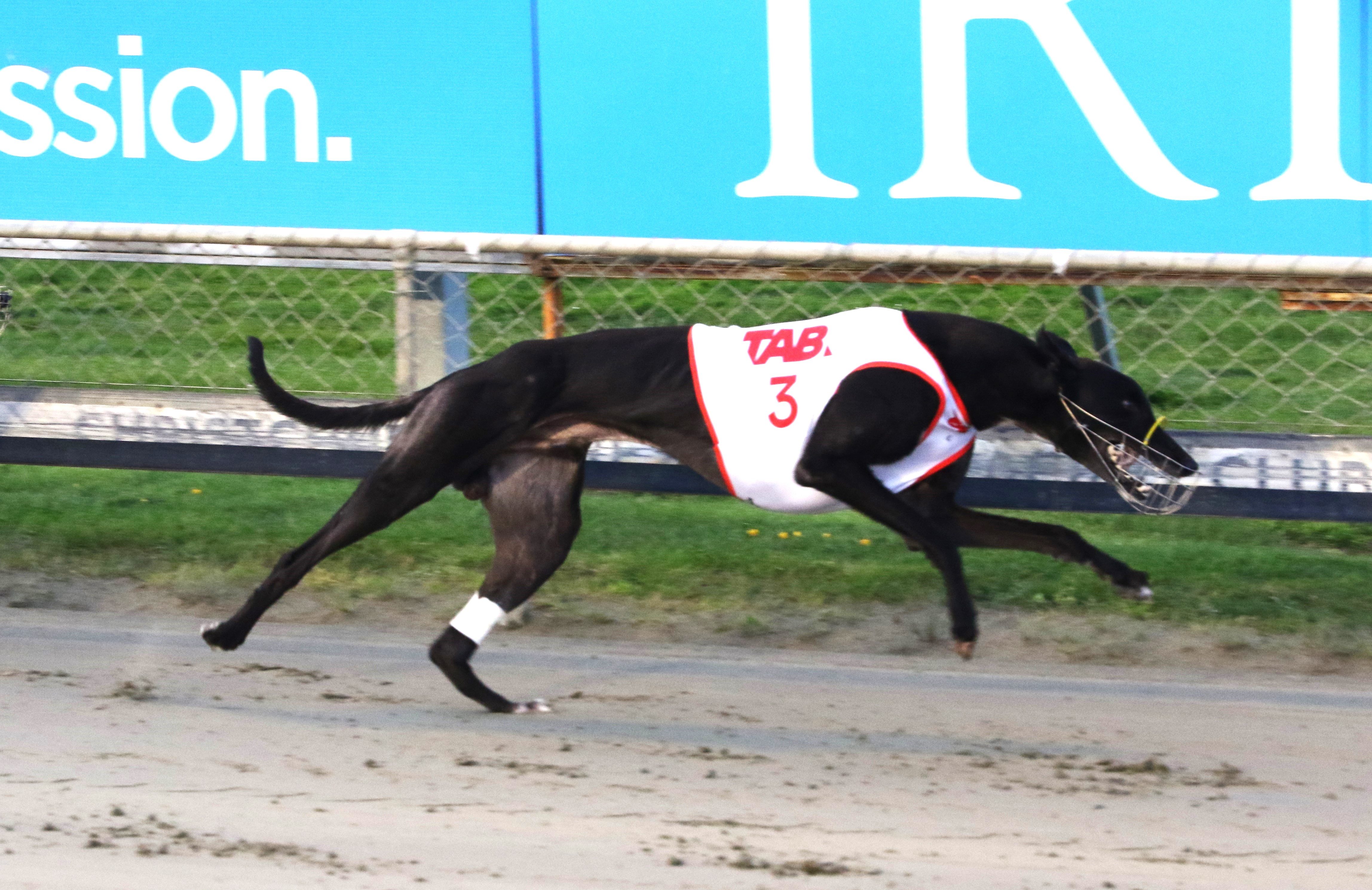 One Hot Bandit crowned 2024/25 NZ Greyhound of the Year