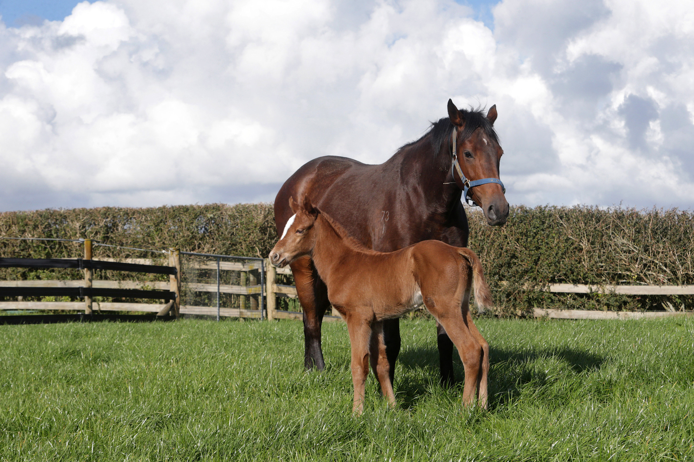Mr Mozart filly well composed