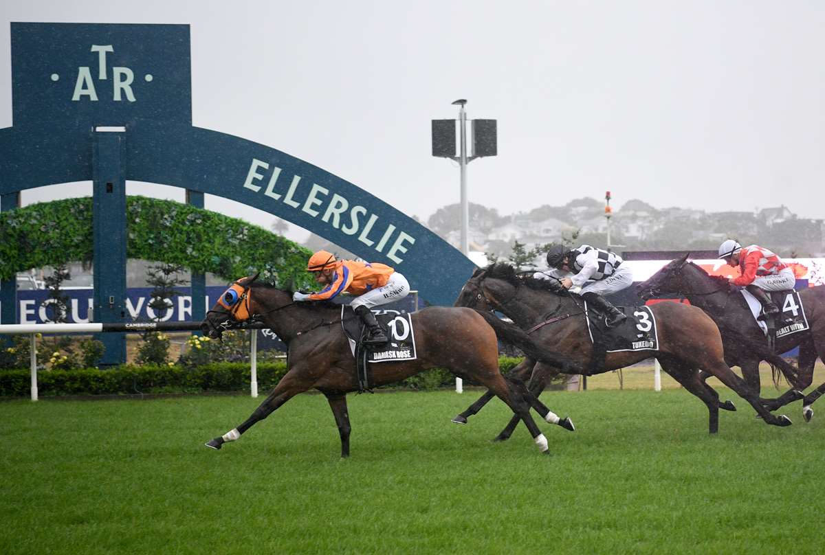Damask Rose to bounce back in Toorak Handicap