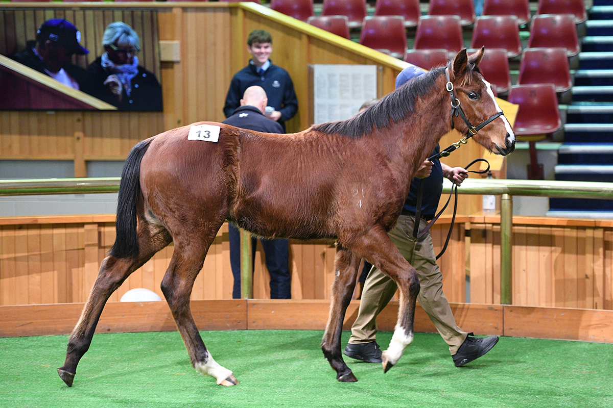 Per Incanto and Profondo headline National Weanling Sale