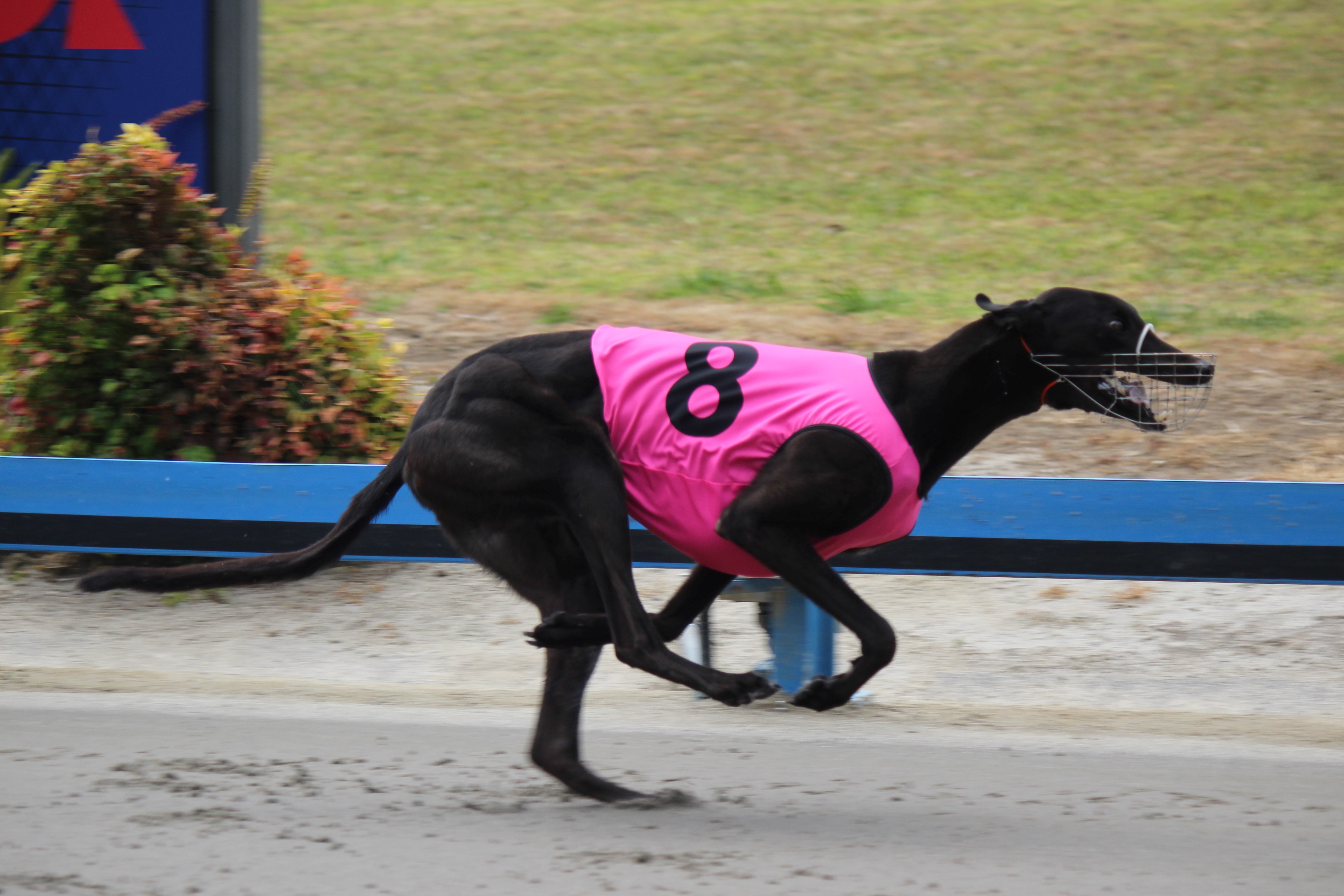 Greyhounds chase the Auckland Cup on Sunday