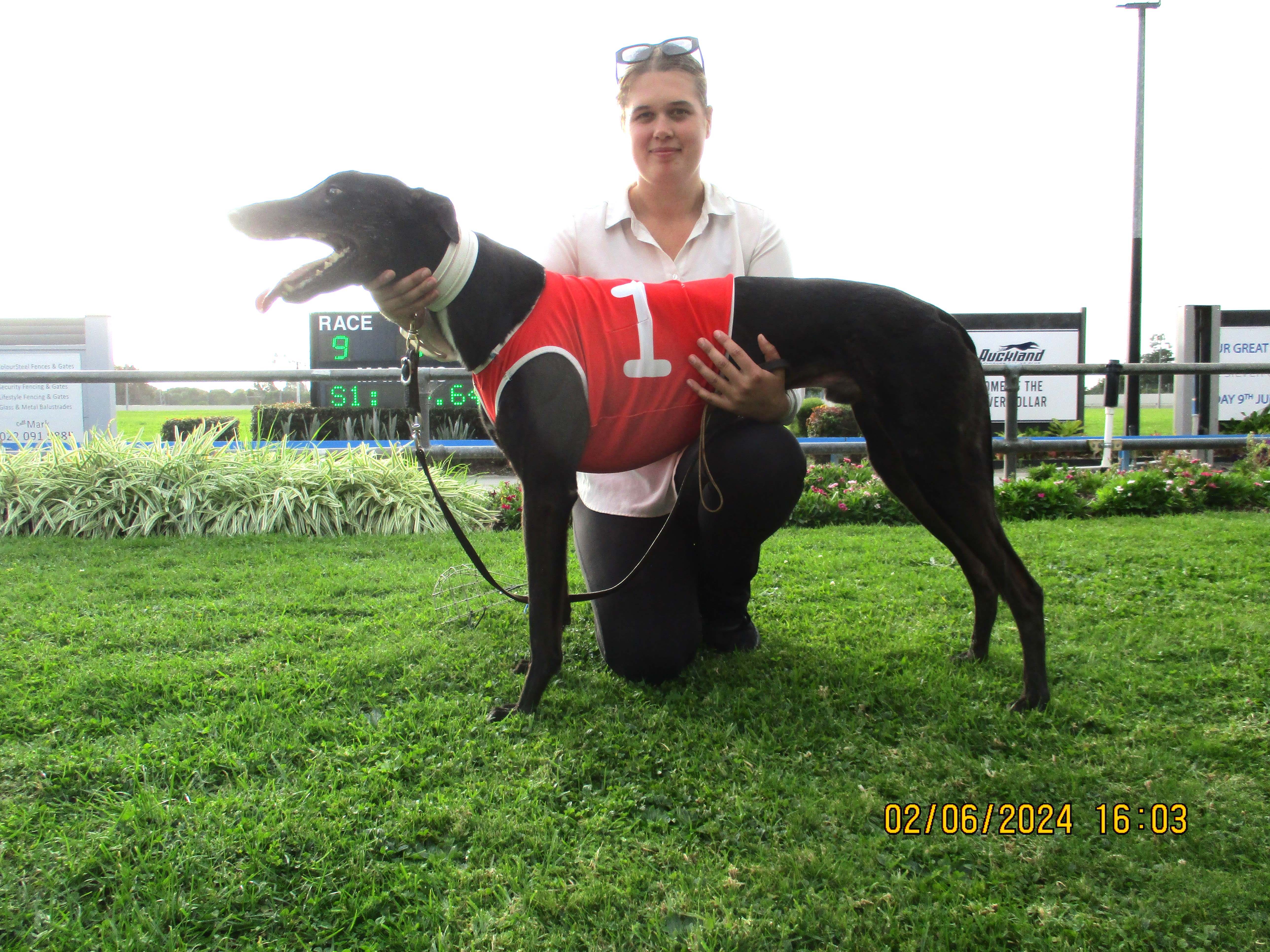 He's all go. They all go. The greyhounds are go, go, go