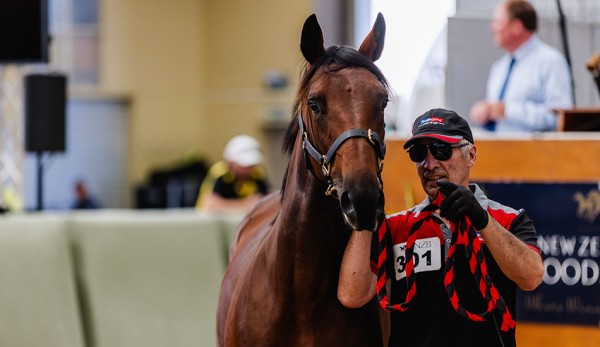 Eagerly-awaited debut for TAB Racing Club's blue-blooded pacer