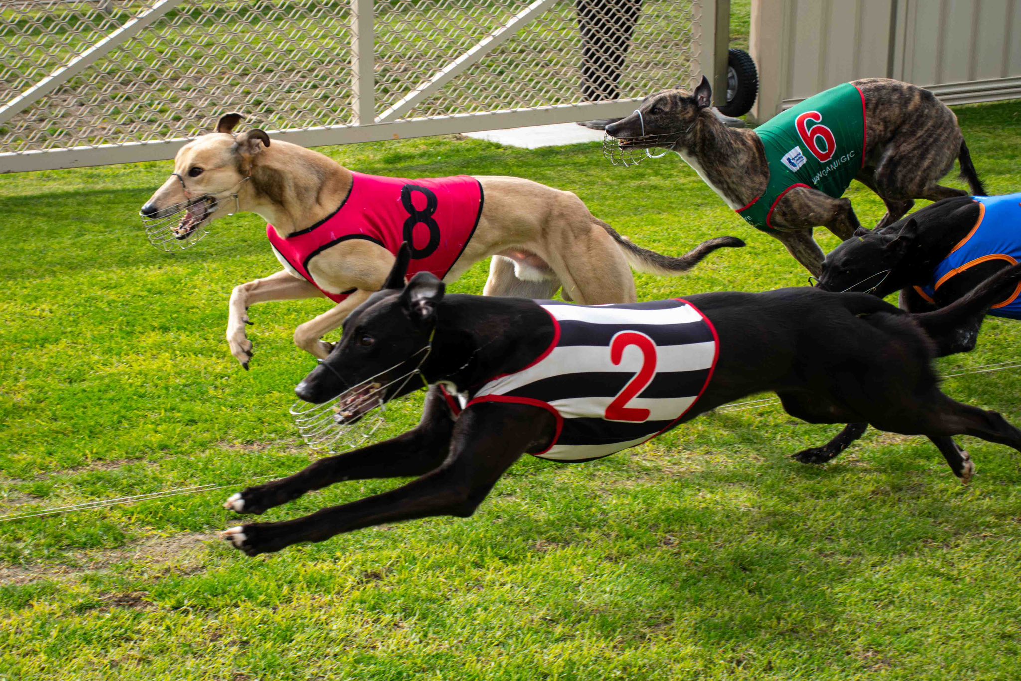 Roso's Monday straight stars at Whanganui