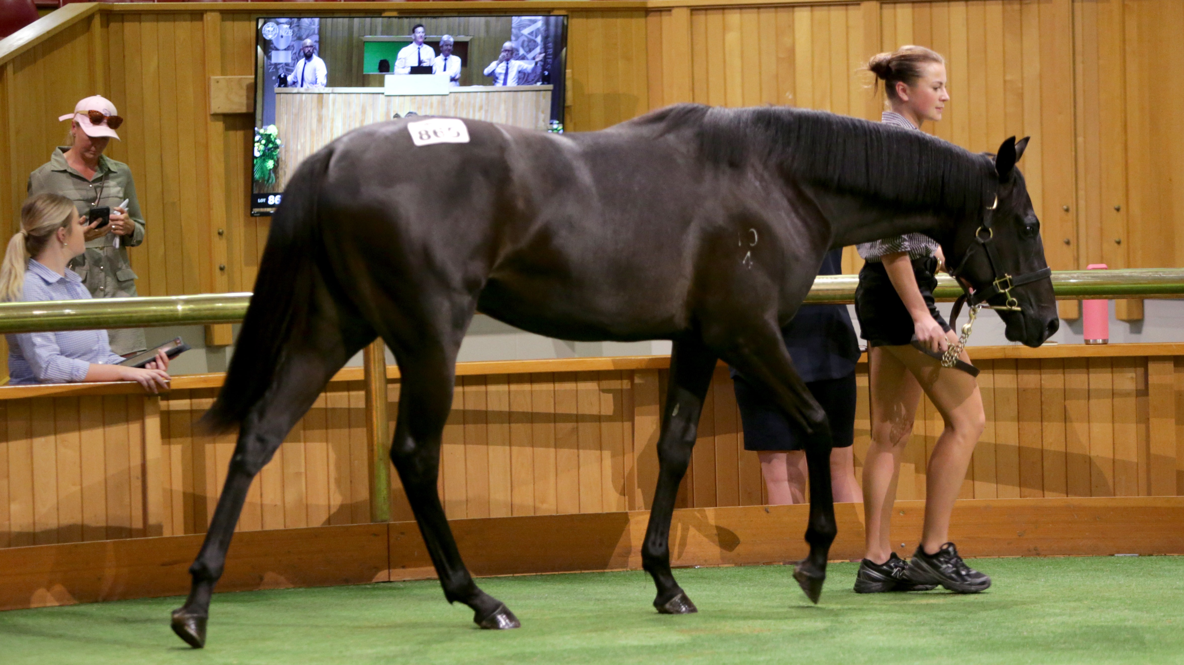 O’Sullivan-Scott spec Noverre filly