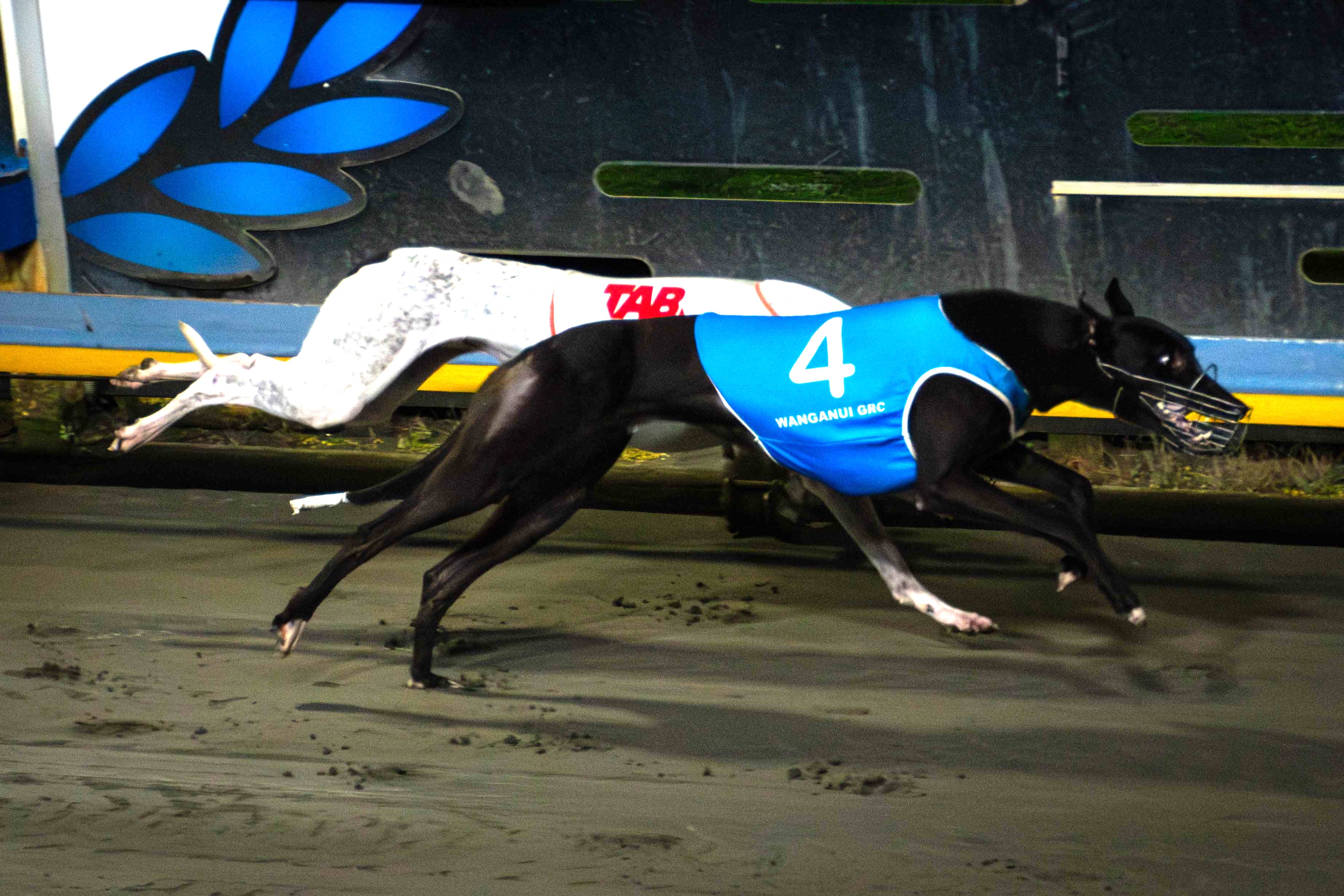 Group racing highlights tonight’s Hatrick action