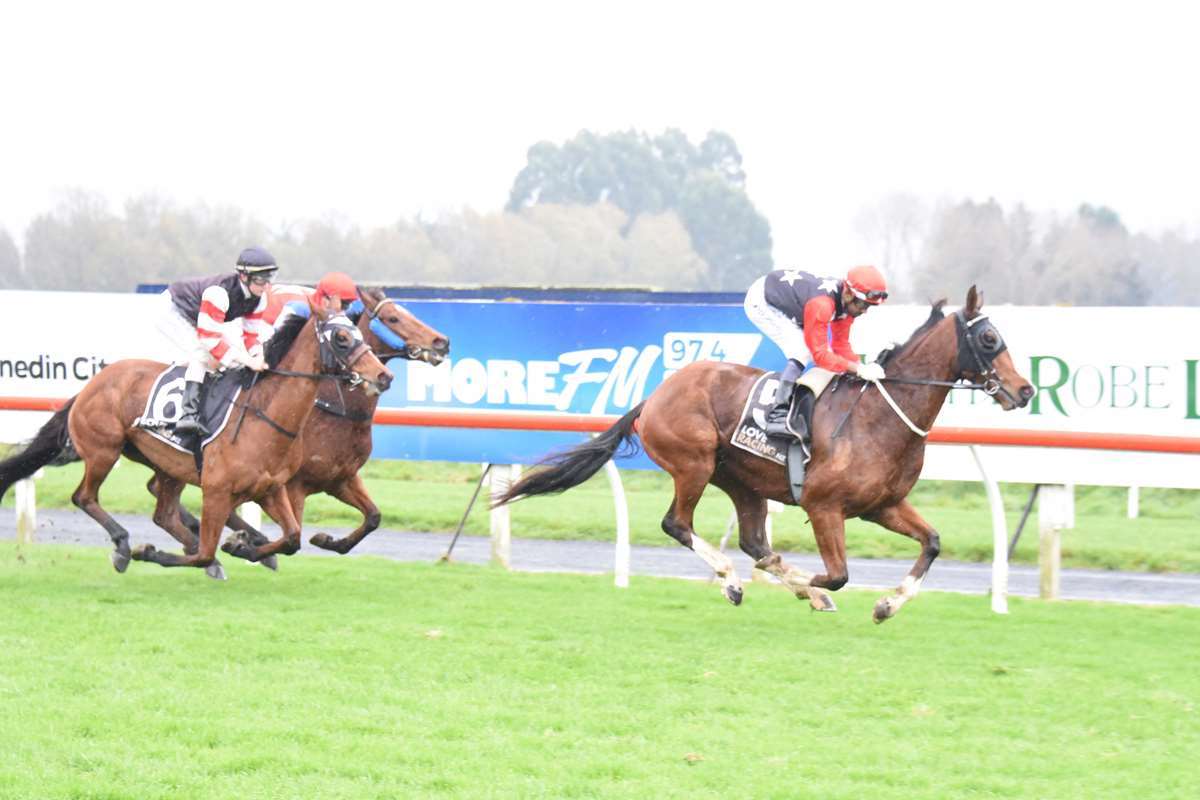 Gentle giant looking to go one better at Ascot Park 