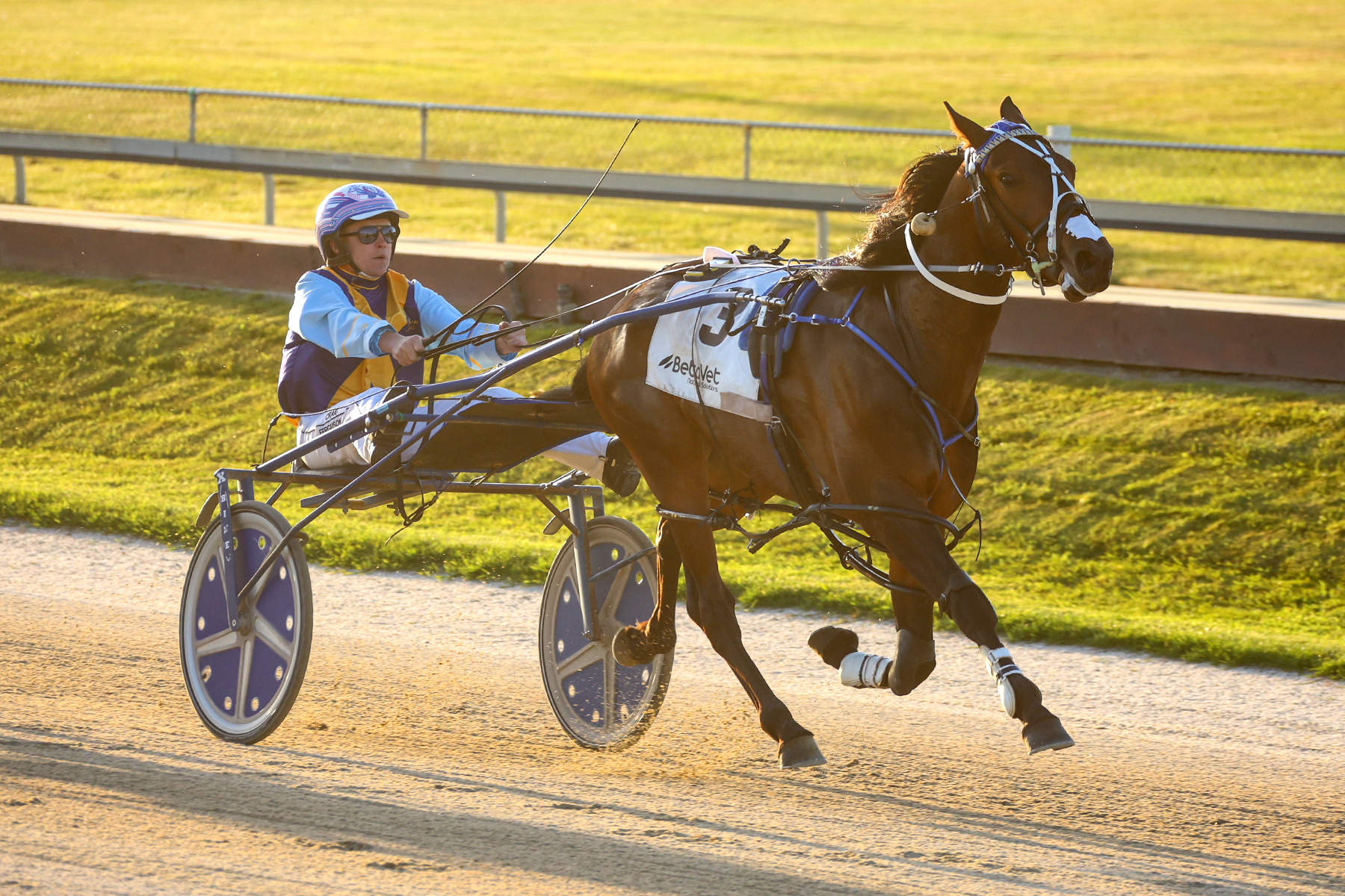 Todd confident Marketplace will be on the job in The Velocity