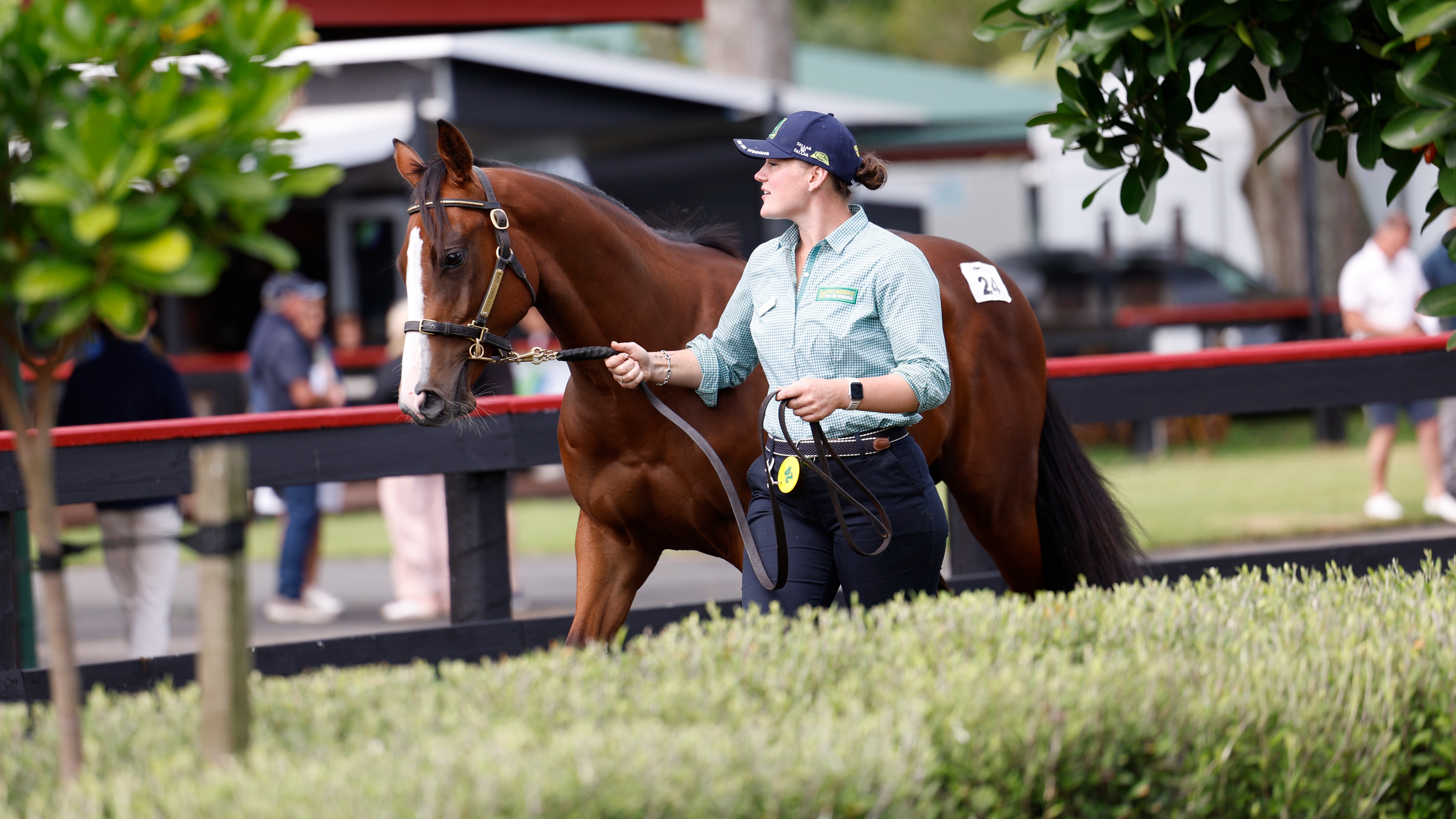 Payne makes Karaka return with $450,000 Satono Aladdin colt