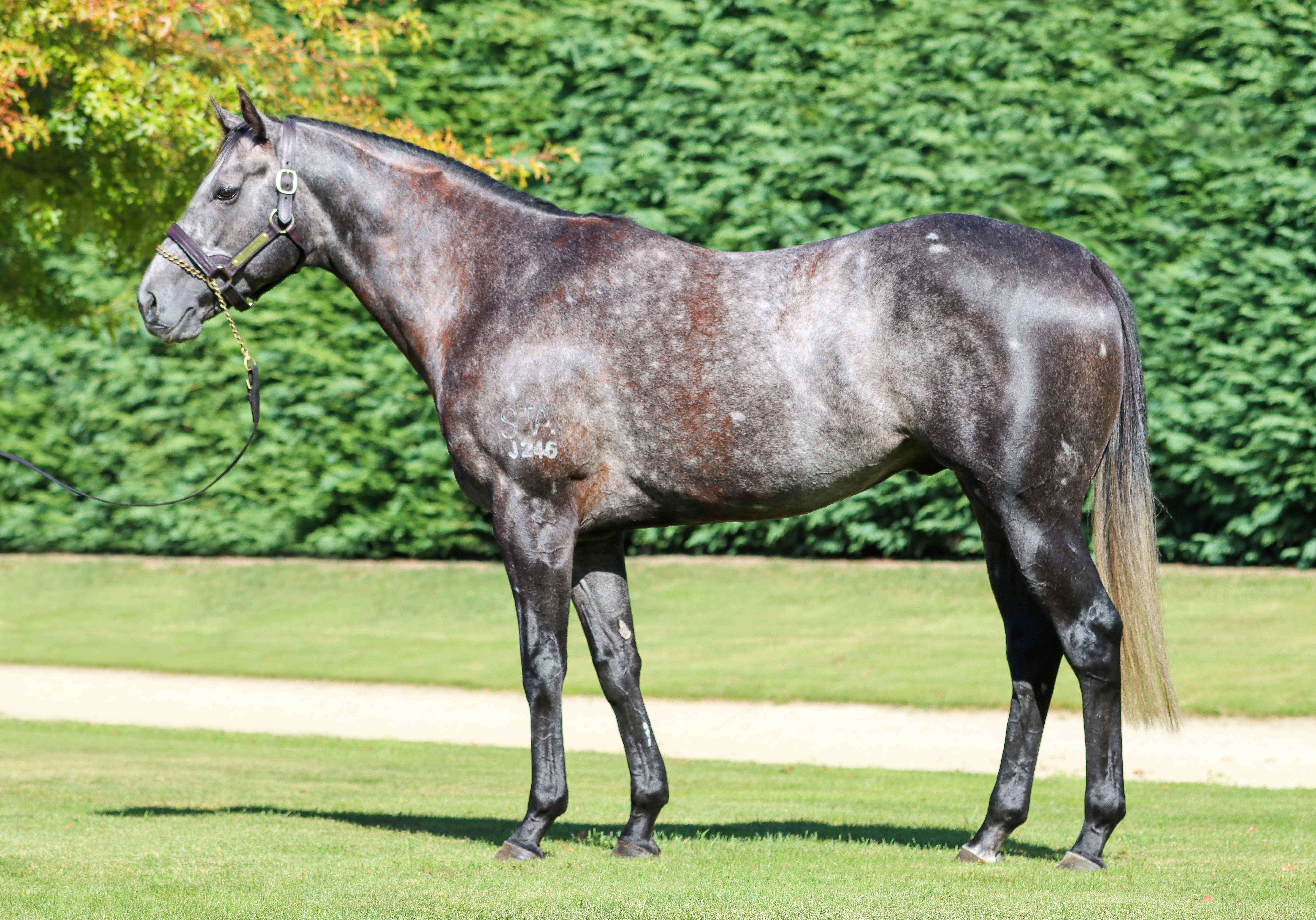 LA announces fees for newcomer and stud stalwart