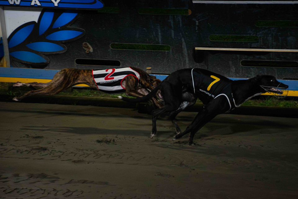 Roso chooses the fast Palmy hounds on a Tuesday