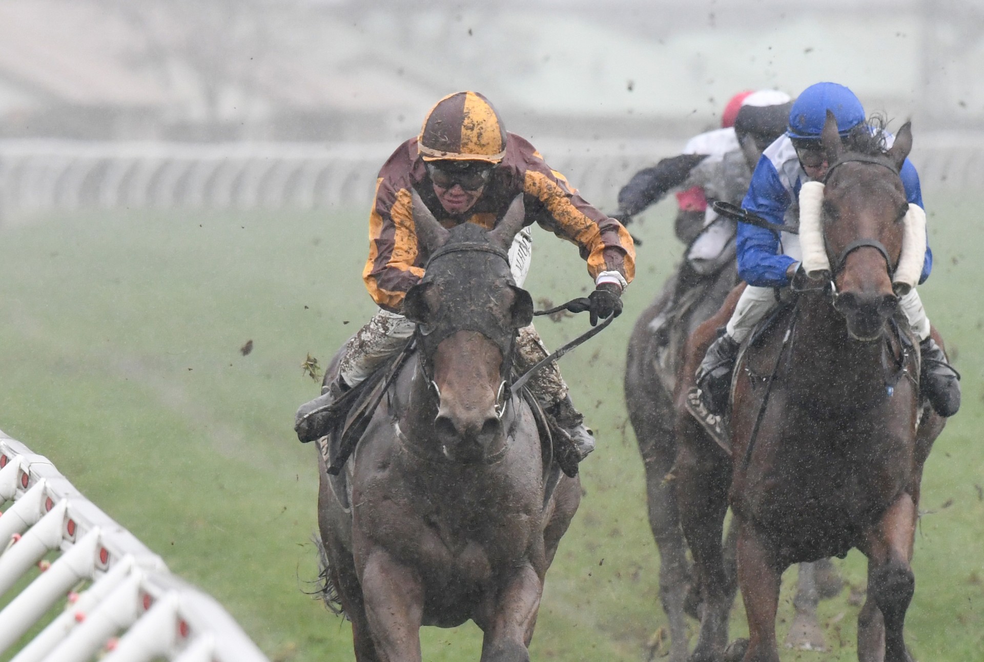 Sinbin back on top at favourite venue
