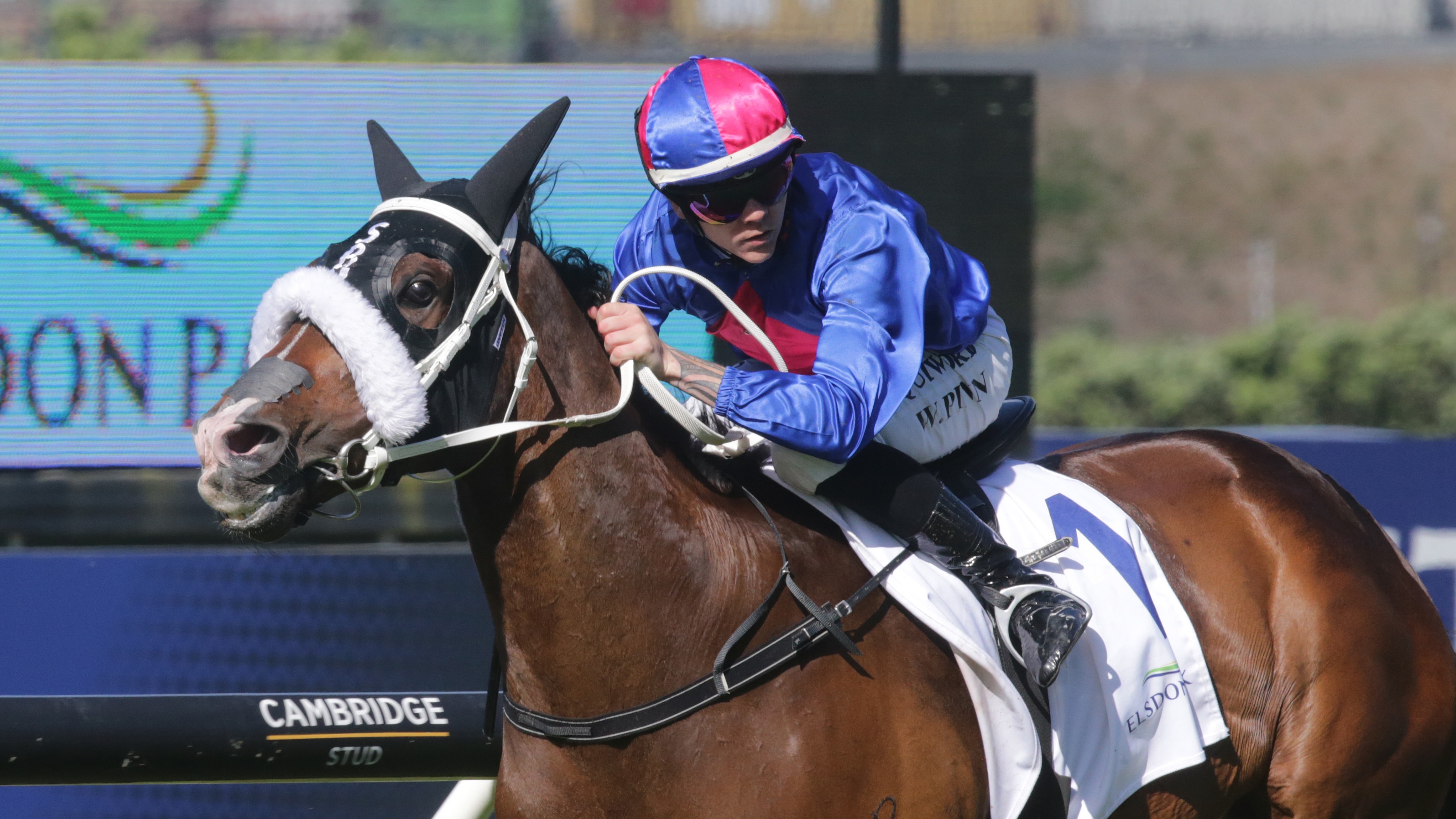 El Vencedor nearing his summer peak