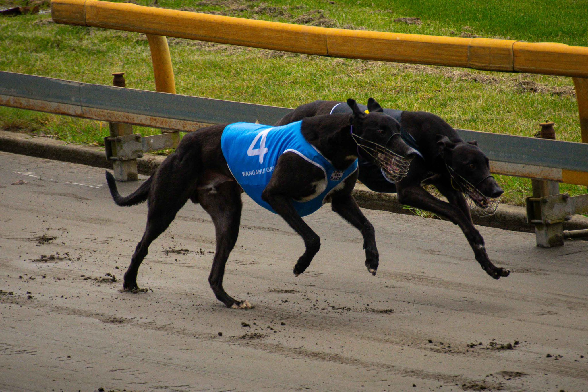 Spion Rose Heats will be hot tonight at Hatrick