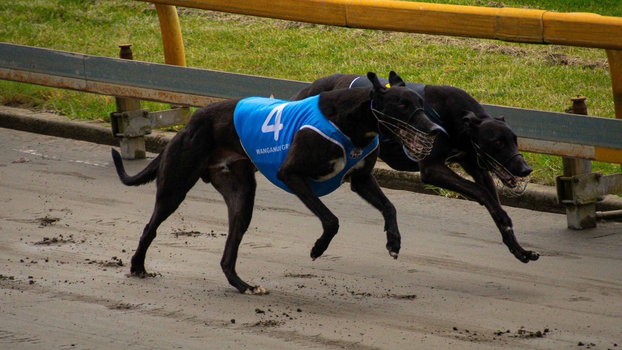 Roso Unleashes his tips for the Palmy Pups