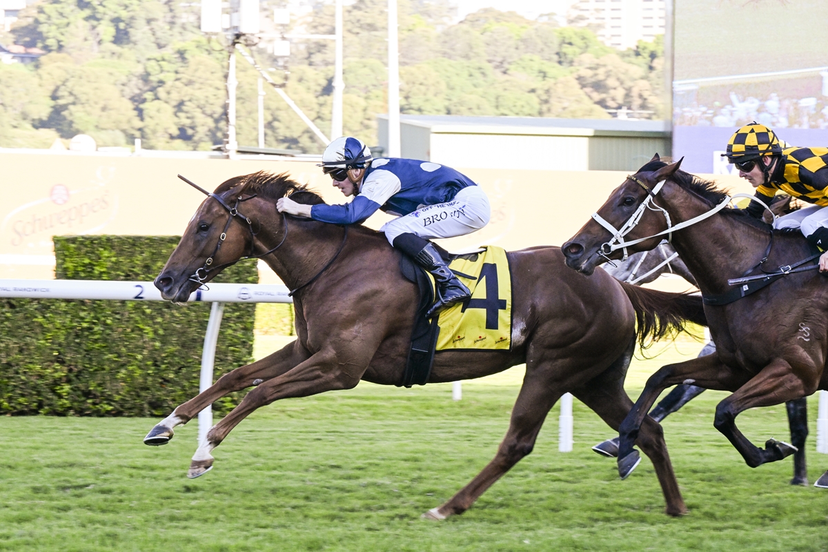 Kiwi-bred set to shine in The Everest