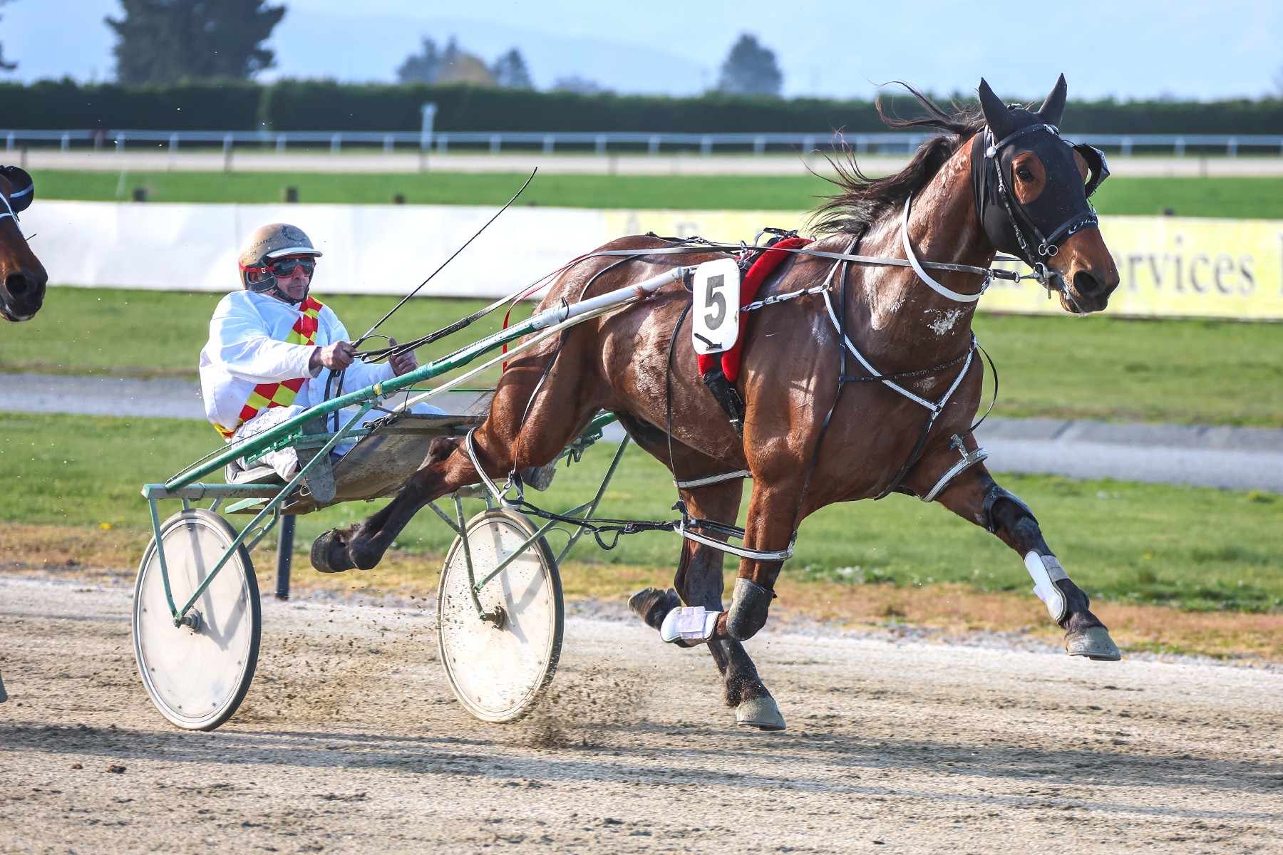 The Willow ready to run wild at Blenheim