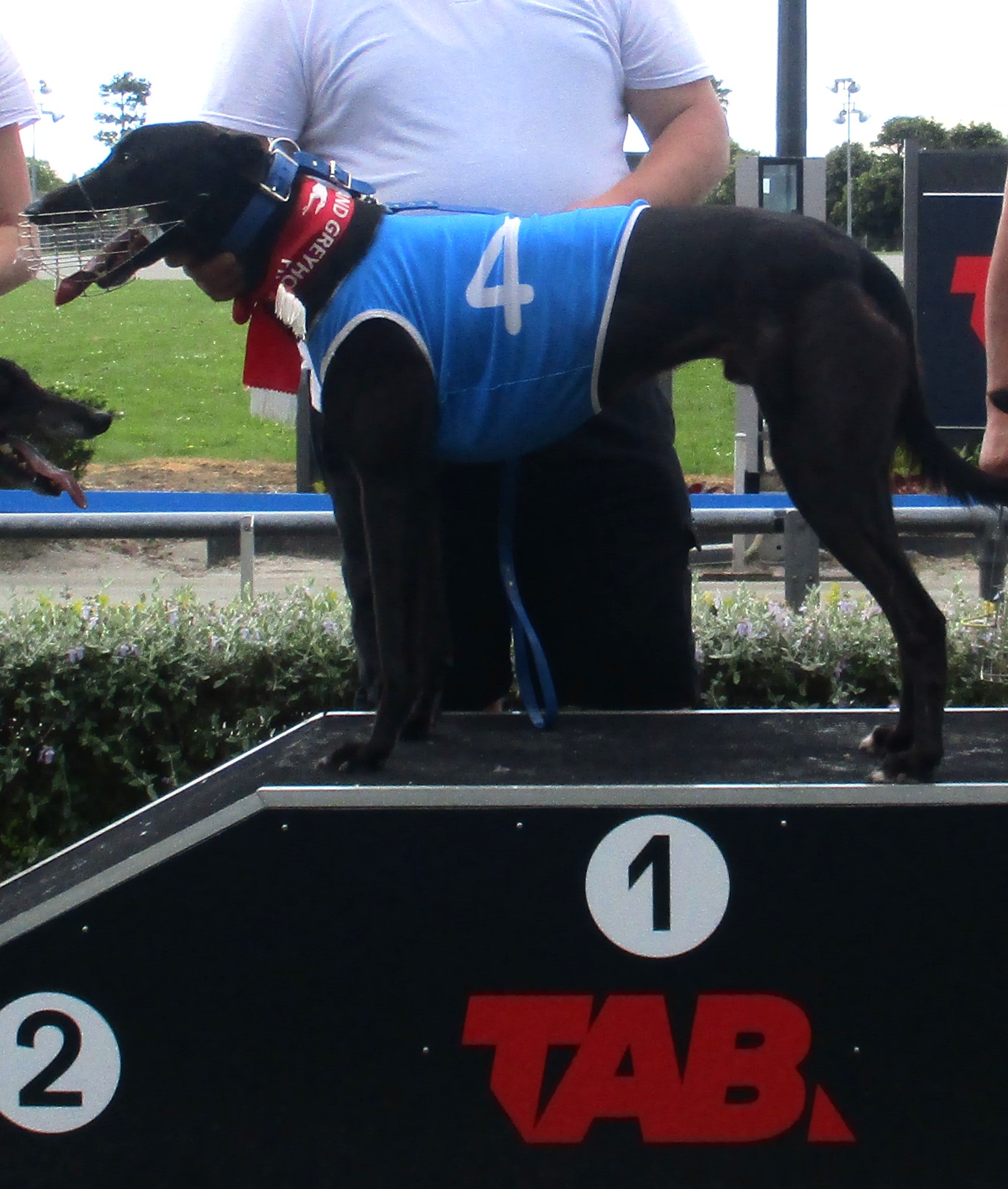 How the greyhounds ran: Reviewing the week that was