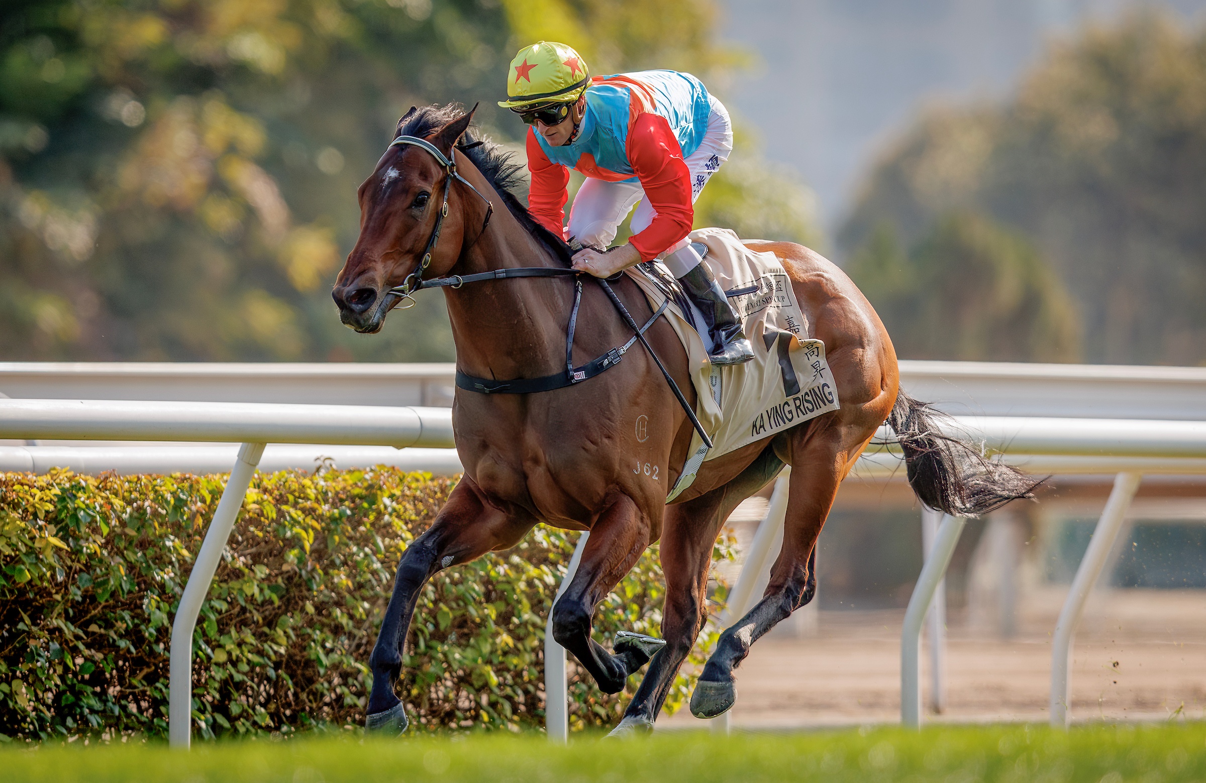 Plenty of NZ flavour on FWD Champions Day