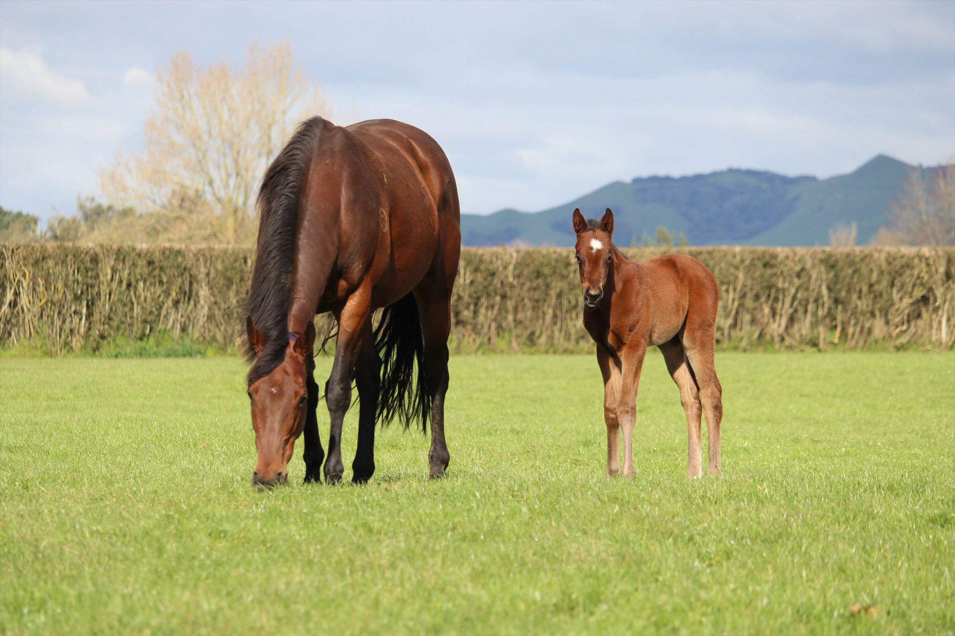 Ka Ying Rising as a foal with dam Missy Moo