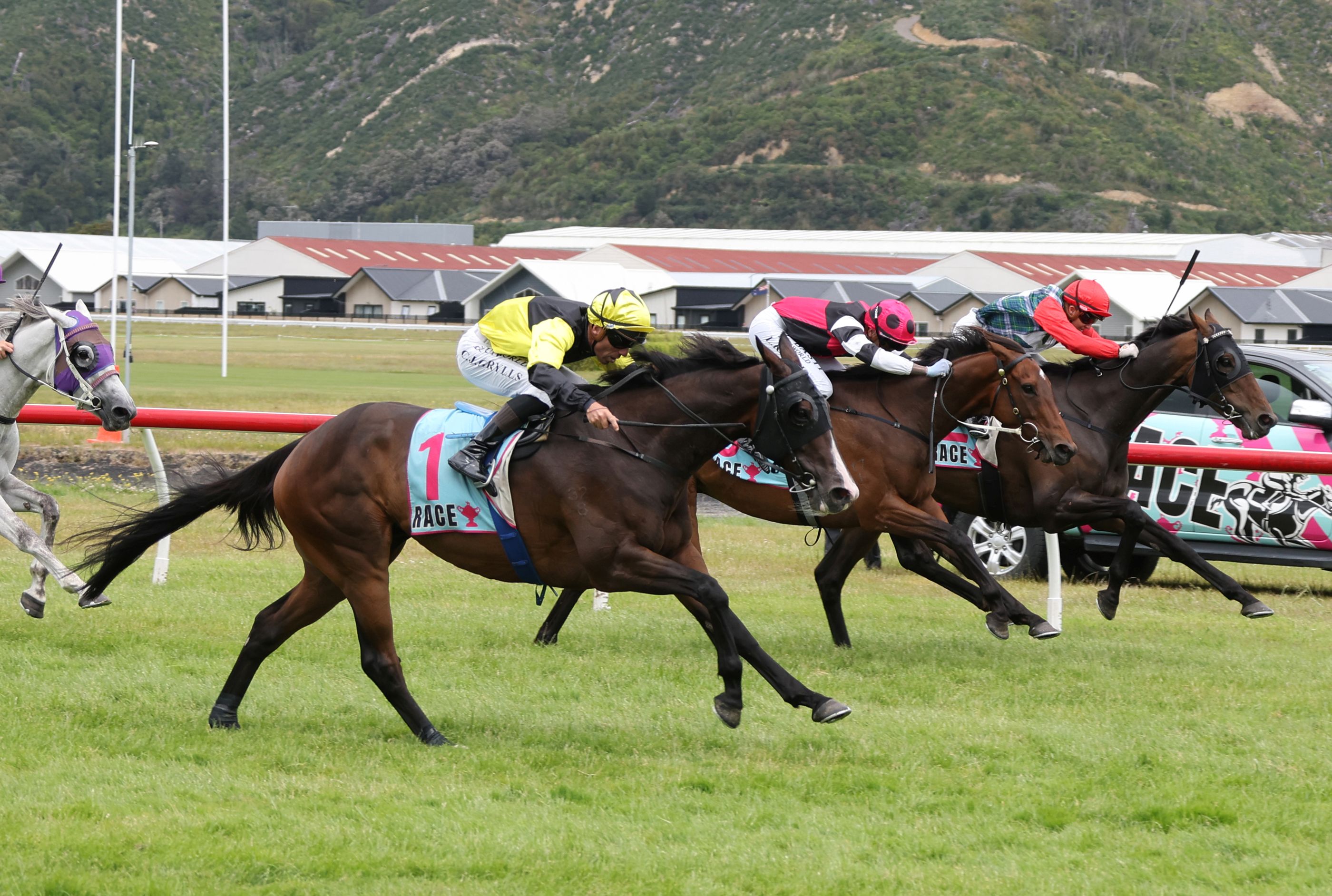 Wellington Cup looms for One Bold Cat