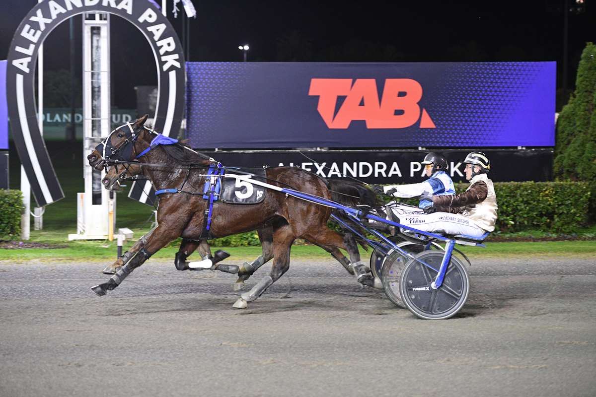 Talented trotter goes from toothache to headache