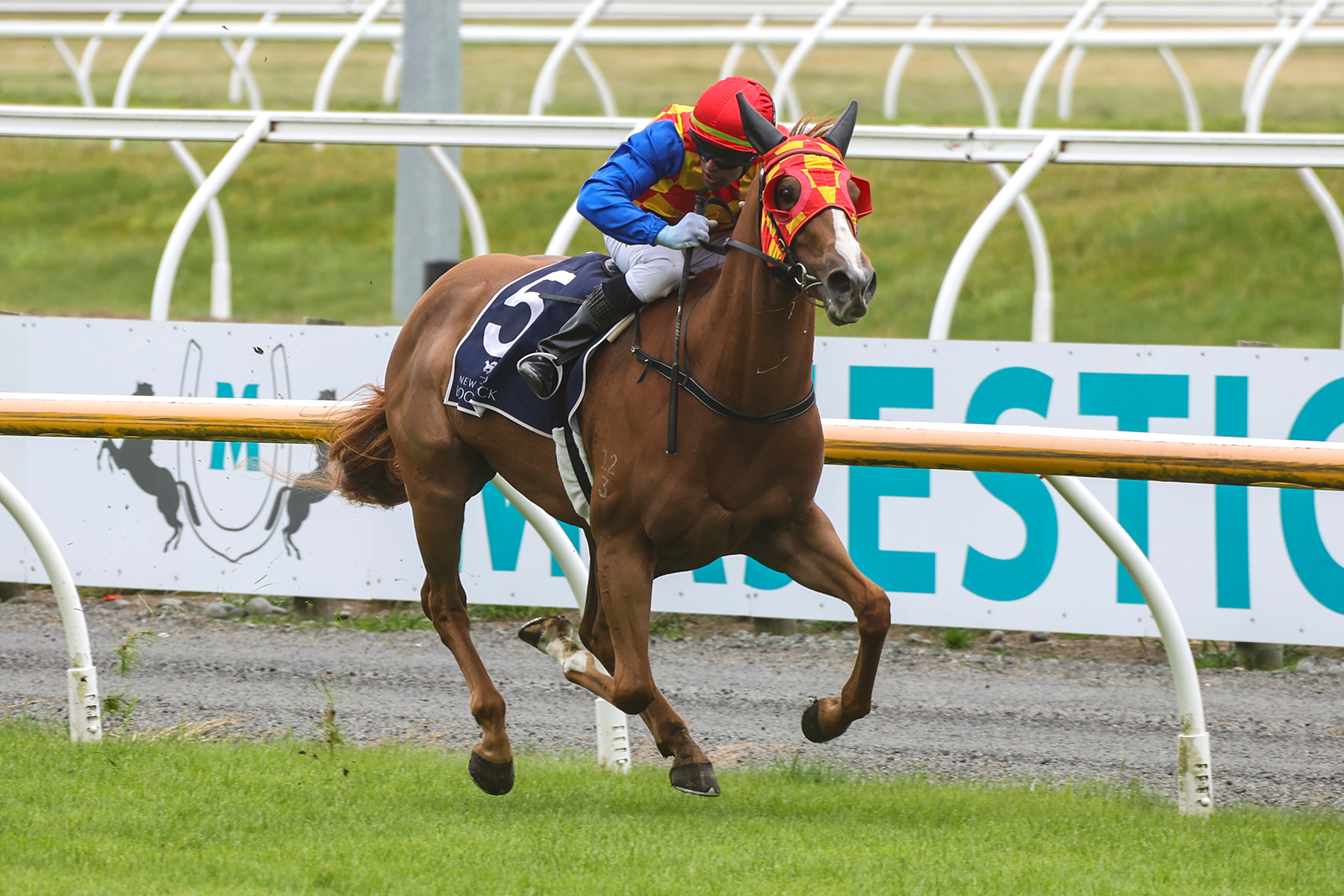 Miss Twinkle set to shine at Riccarton