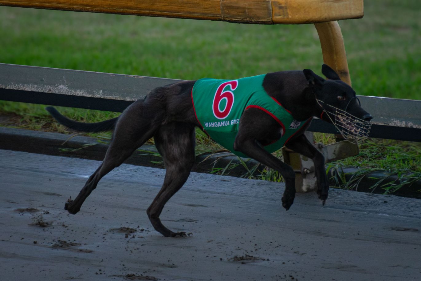Group 1 chasing at action at Hatrick this evening
