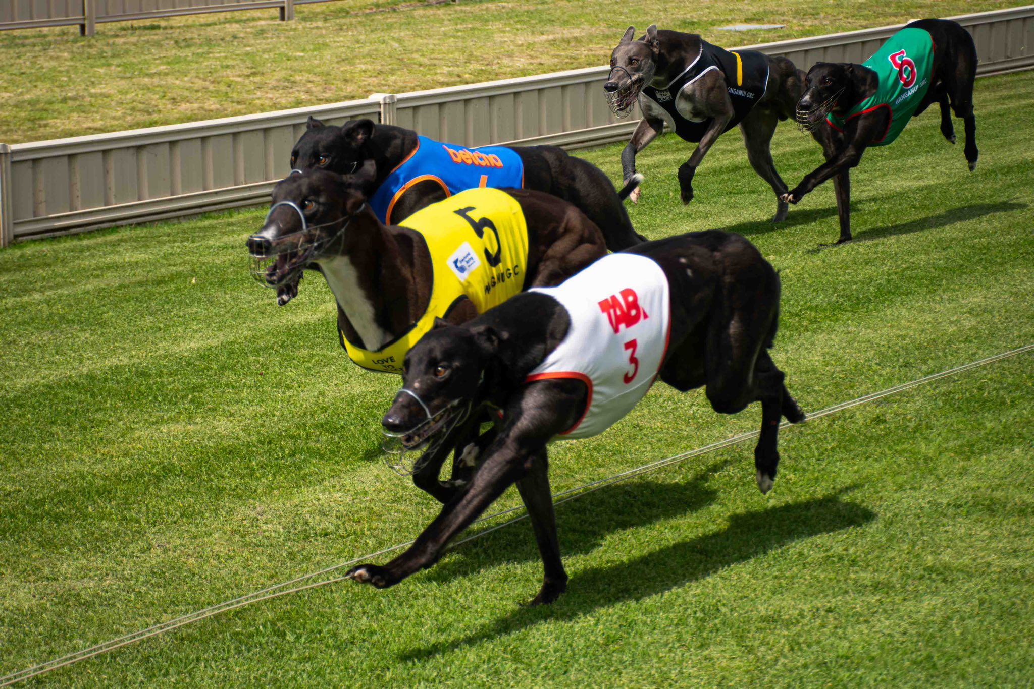 Roso's straight track to Christmas via Whanganui Greyhounds