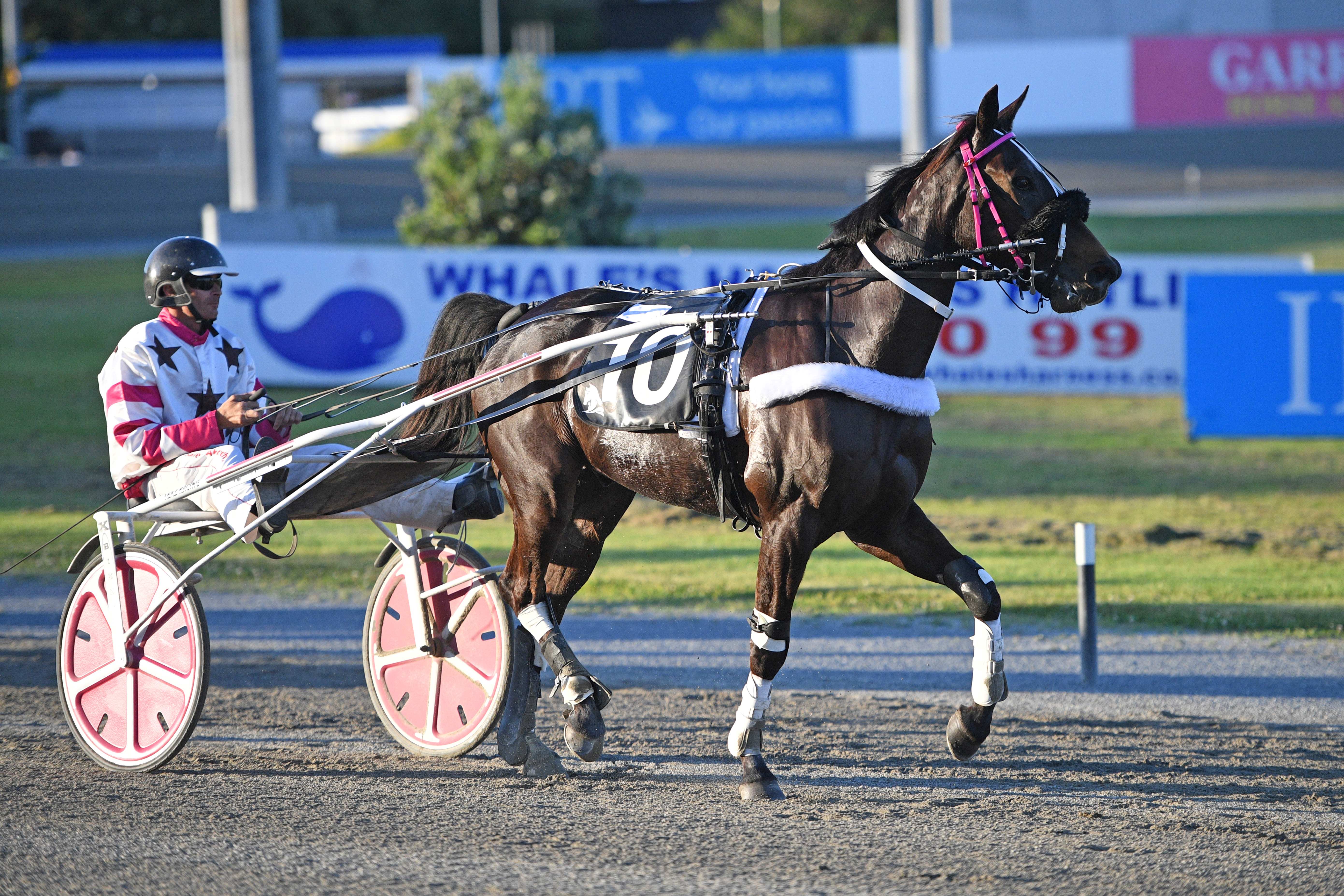 In-form trotter is no stone-cold certainty